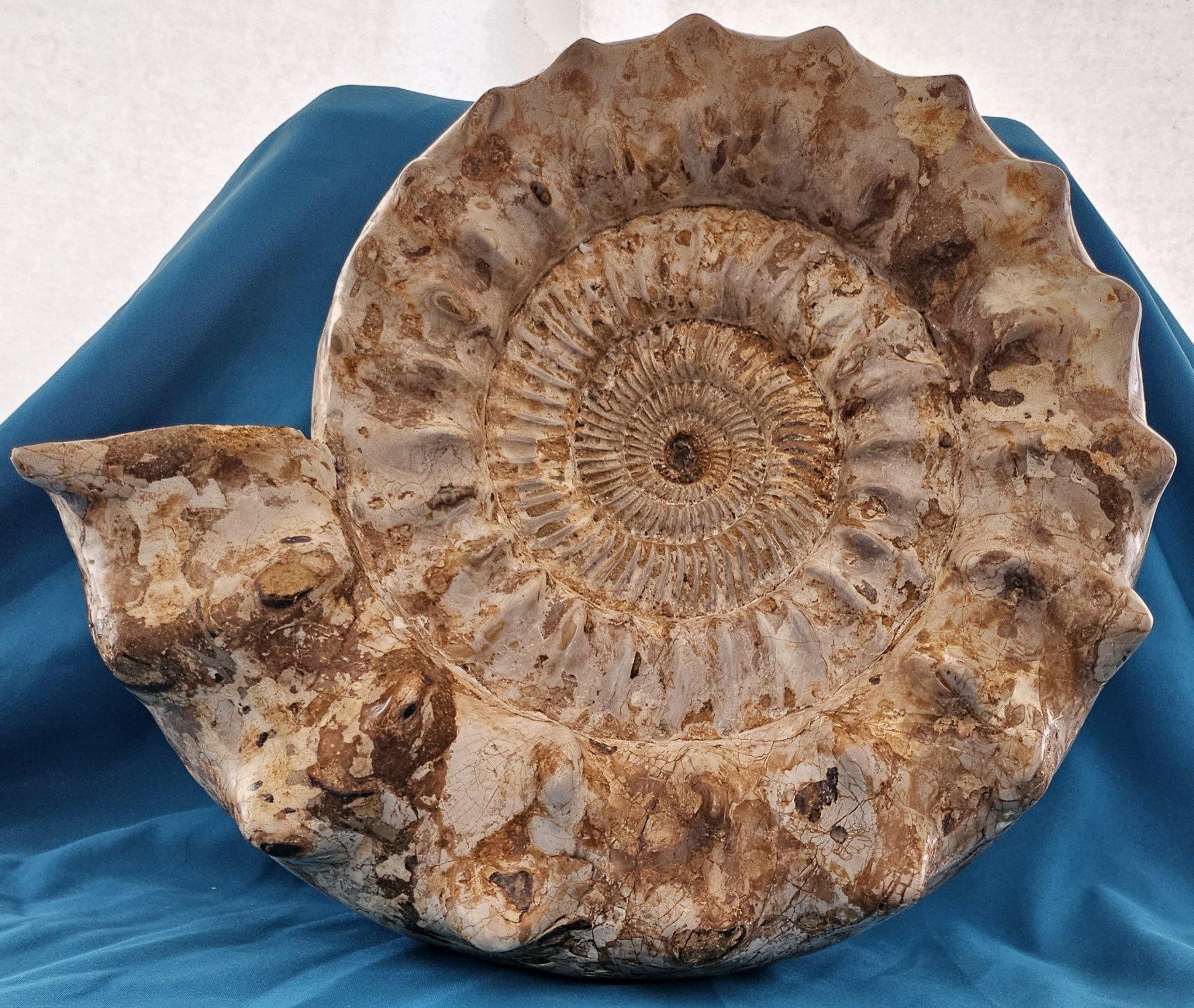 XL Jurassic Ammonite Fossil 15.5 x 14 x 5.5 Inches Apx, with Nice Ribs In Good Condition For Sale In Warrenton, OR