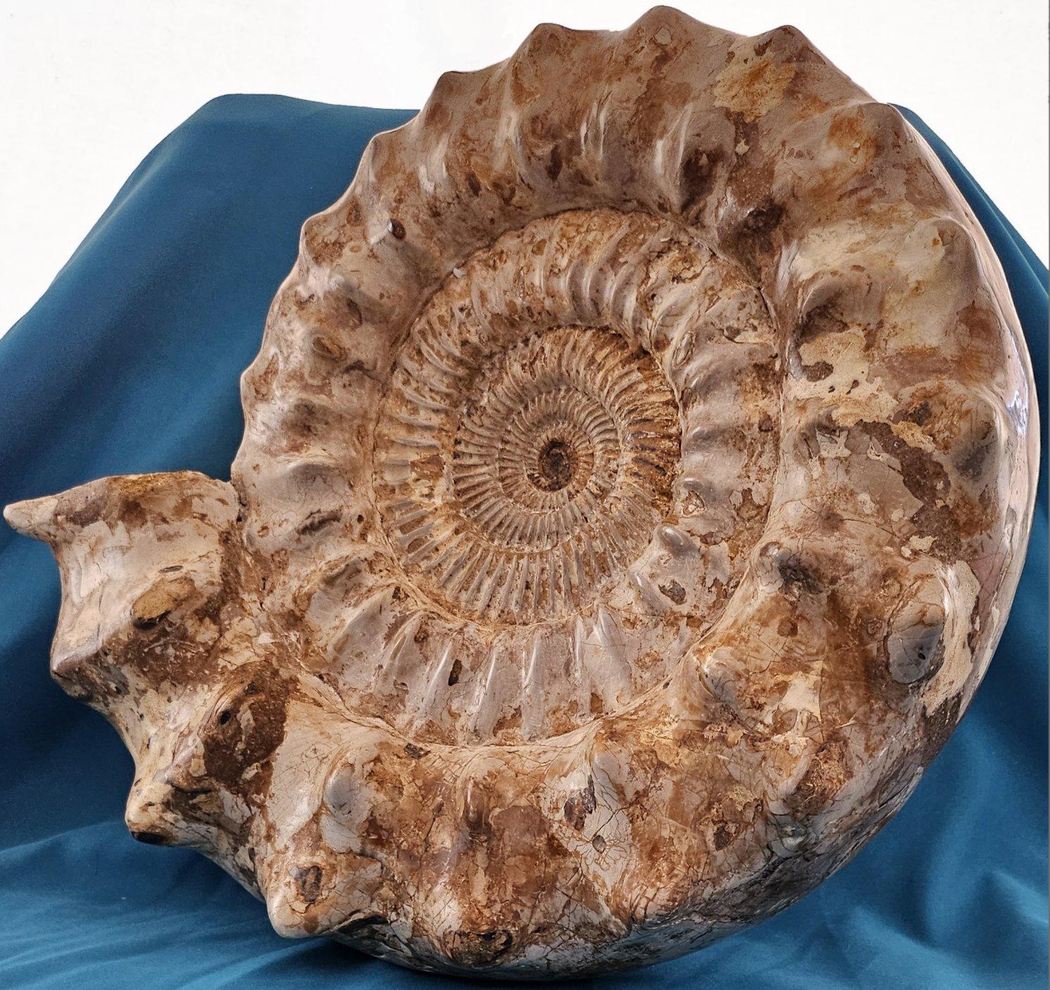 18th Century and Earlier XL Jurassic Ammonite Fossil 15.5 x 14 x 5.5 Inches Apx, with Nice Ribs For Sale