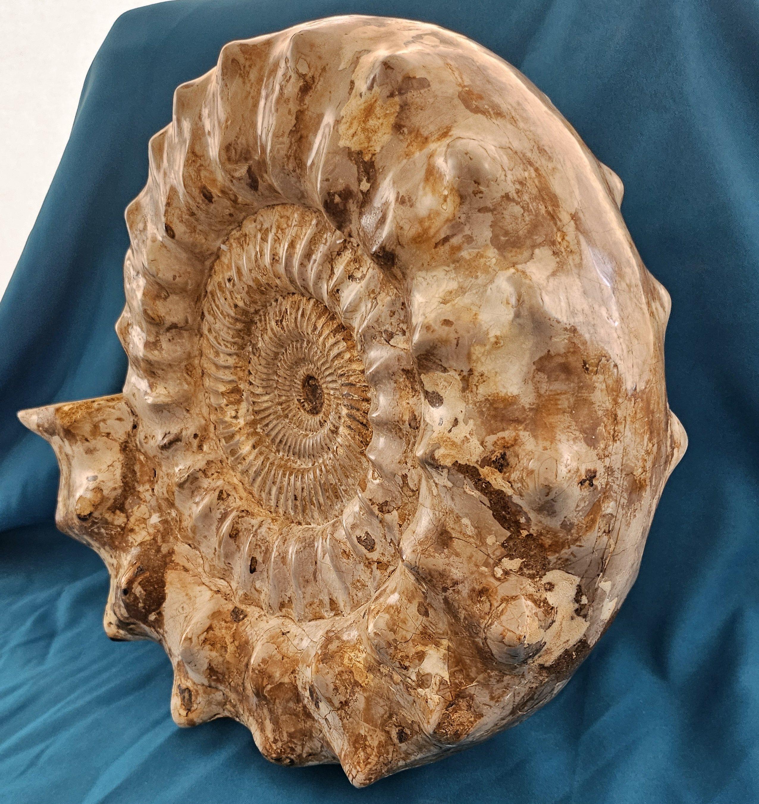 Shell XL Jurassic Ammonite Fossil 15.5 x 14 x 5.5 Inches Apx, with Nice Ribs For Sale