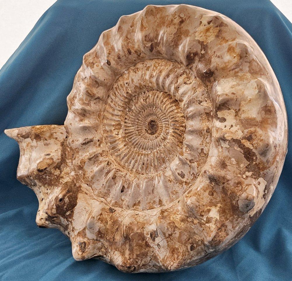 XL Jurassic Ammonite Fossil 15.5 x 14 x 5.5 Inches Apx, with Nice Ribs For Sale 1