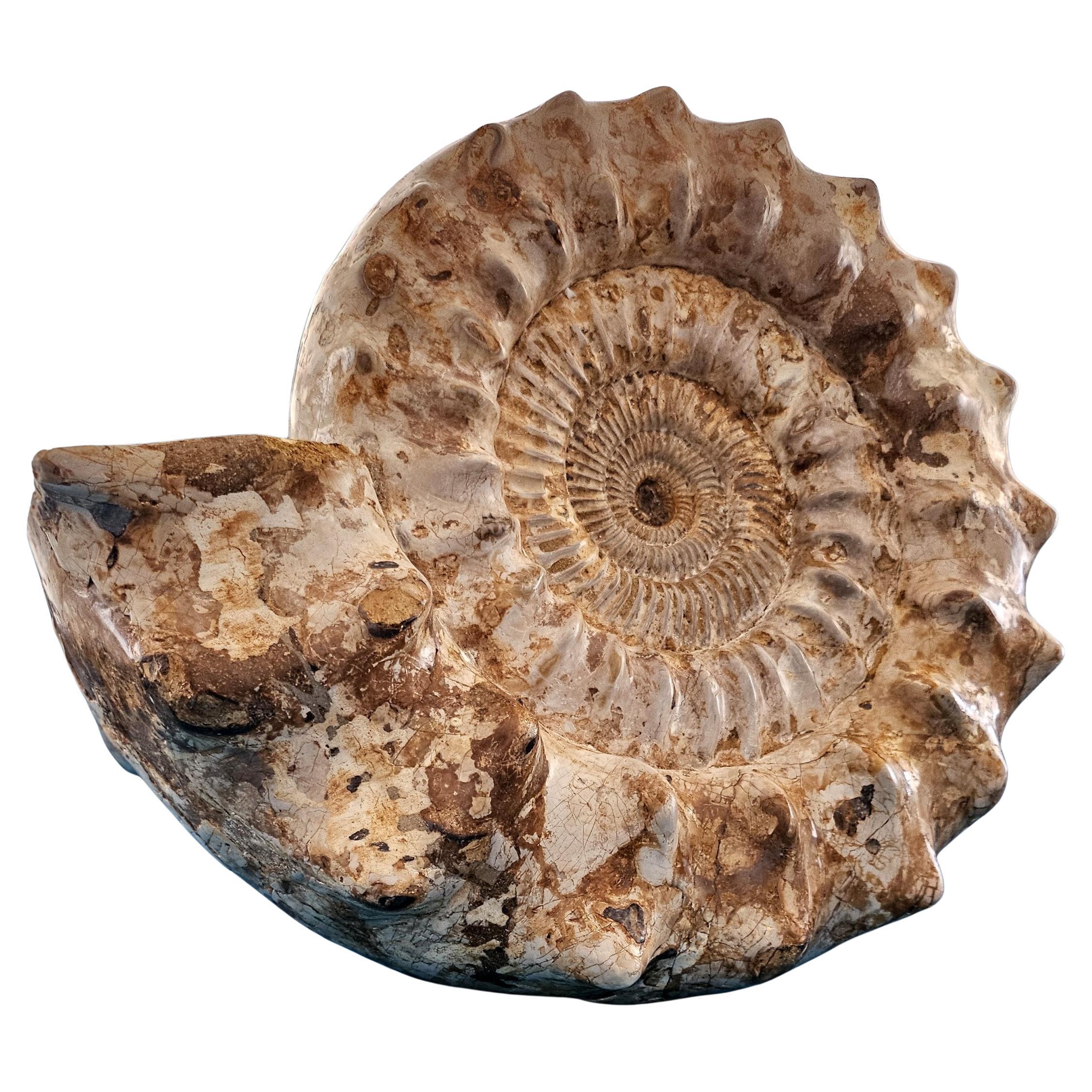 XL Jurassic Ammonite Fossil 15.5 x 14 x 5.5 Inches Apx, with Nice Ribs For Sale