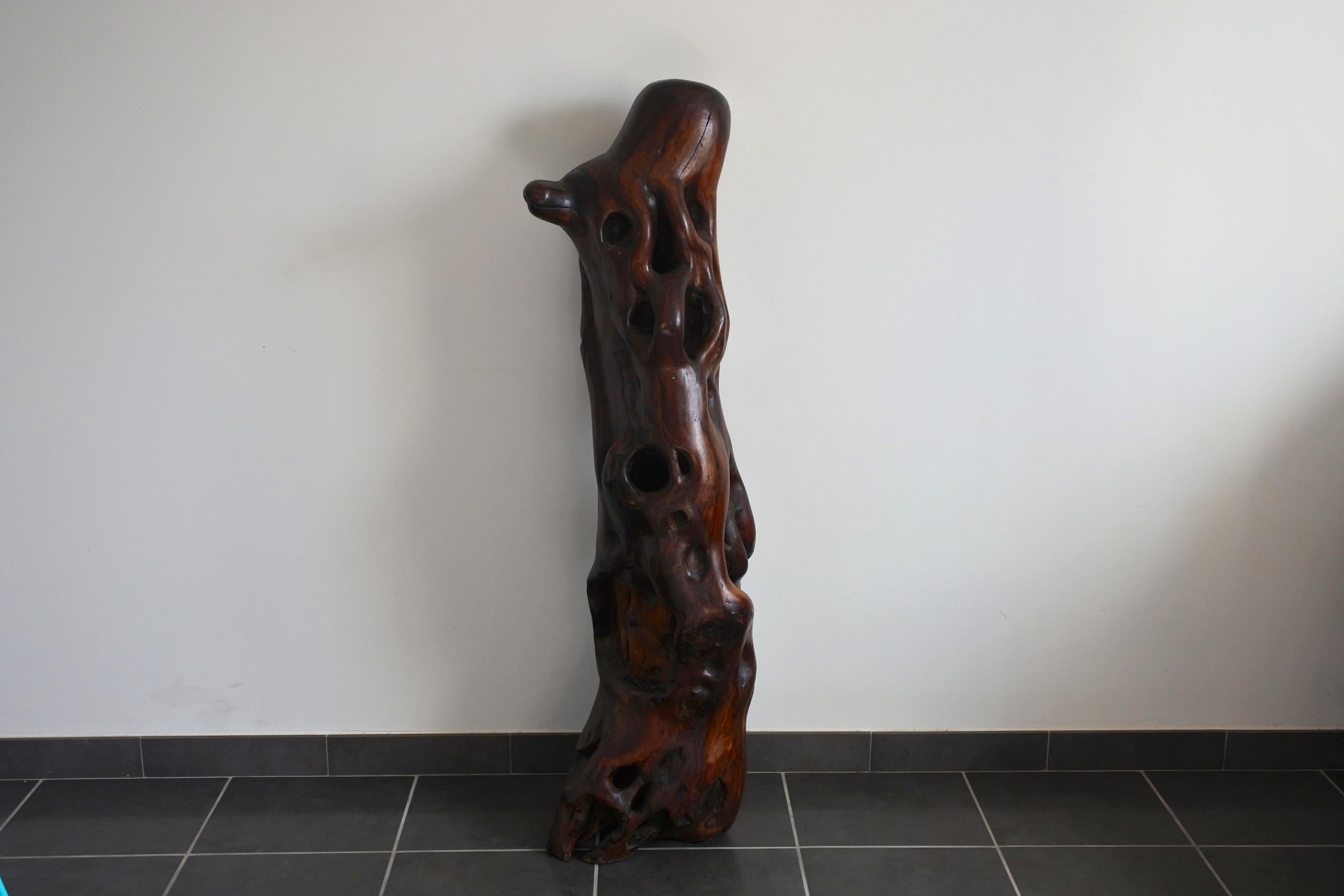 French Extra Large Midcentury Olive Wood Trunk Sculpture, France