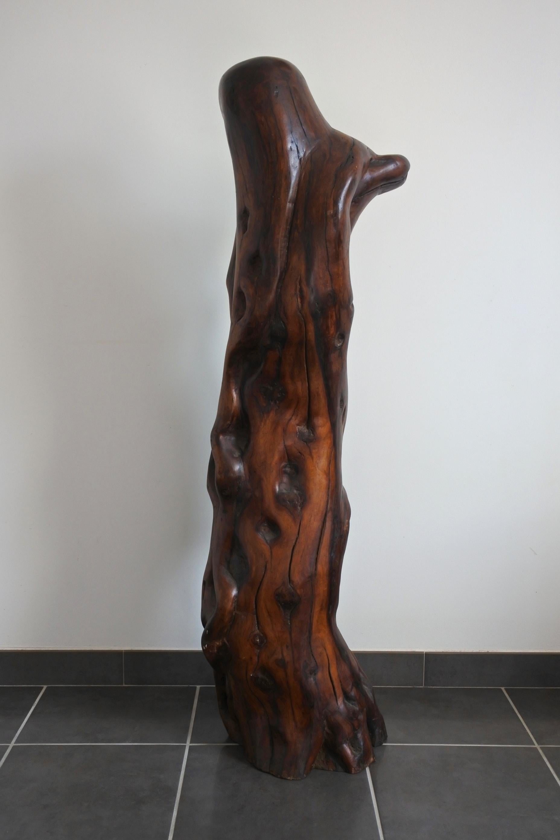 Extra Large Midcentury Olive Wood Trunk Sculpture, France 1