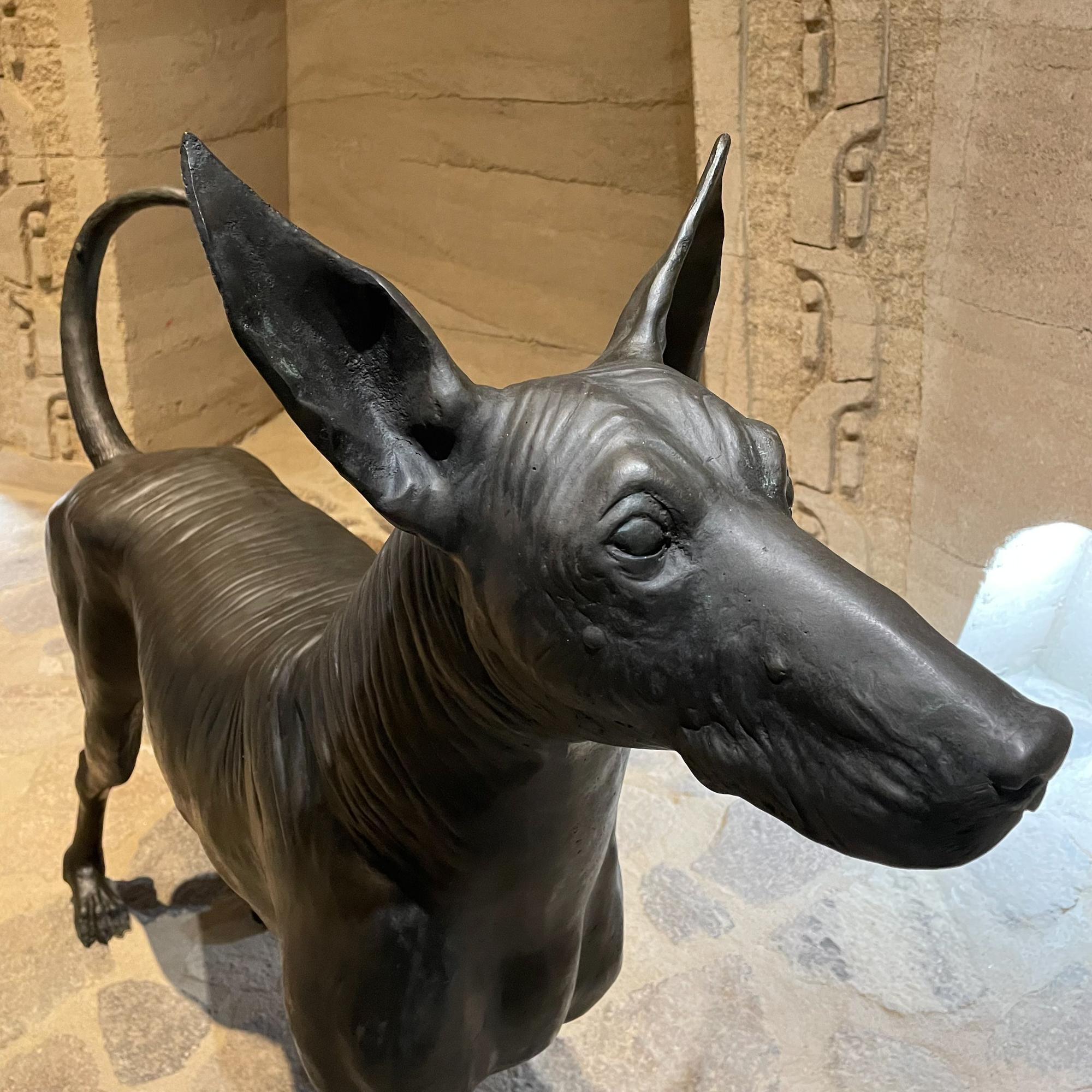 Xolo Haarloser Hund Bronzeskulptur Meisterbildhauer Guillermo Castaño Mexiko 2008 (Mexikanisch) im Angebot