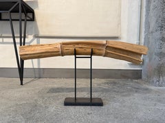 Gorse wood, native to Spain, full of thorns, polished and worked, 75 cm long