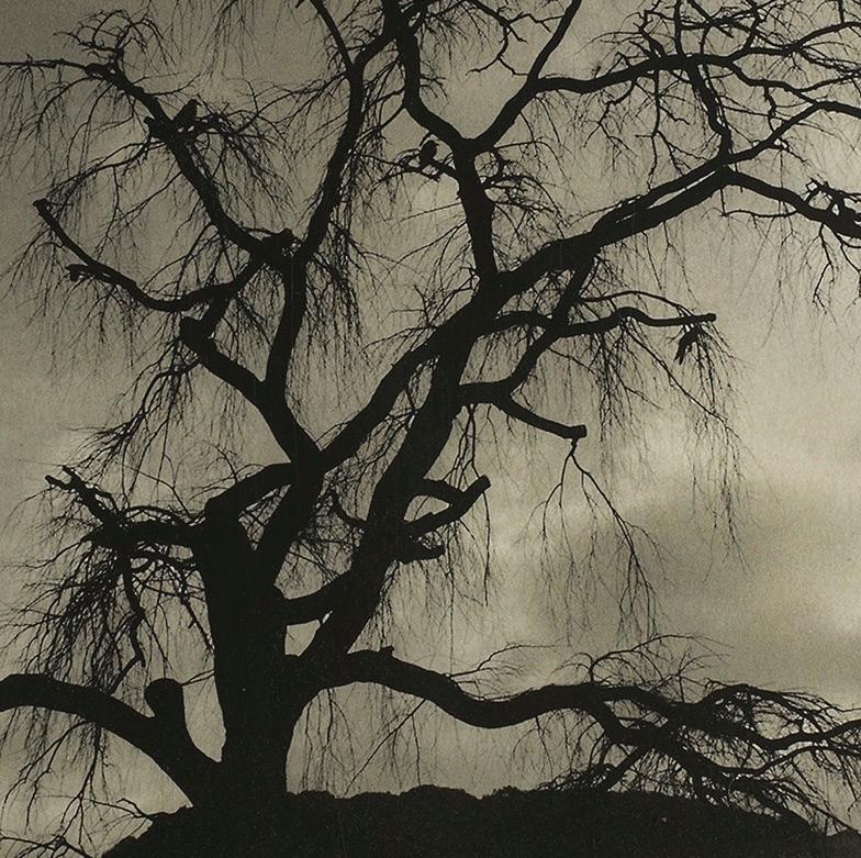 Twilight, Kyoto, Japon : photo de paysage d'arbre japonais, tradition Sumi-e - Abstrait Photograph par Yasuomi Hashimura