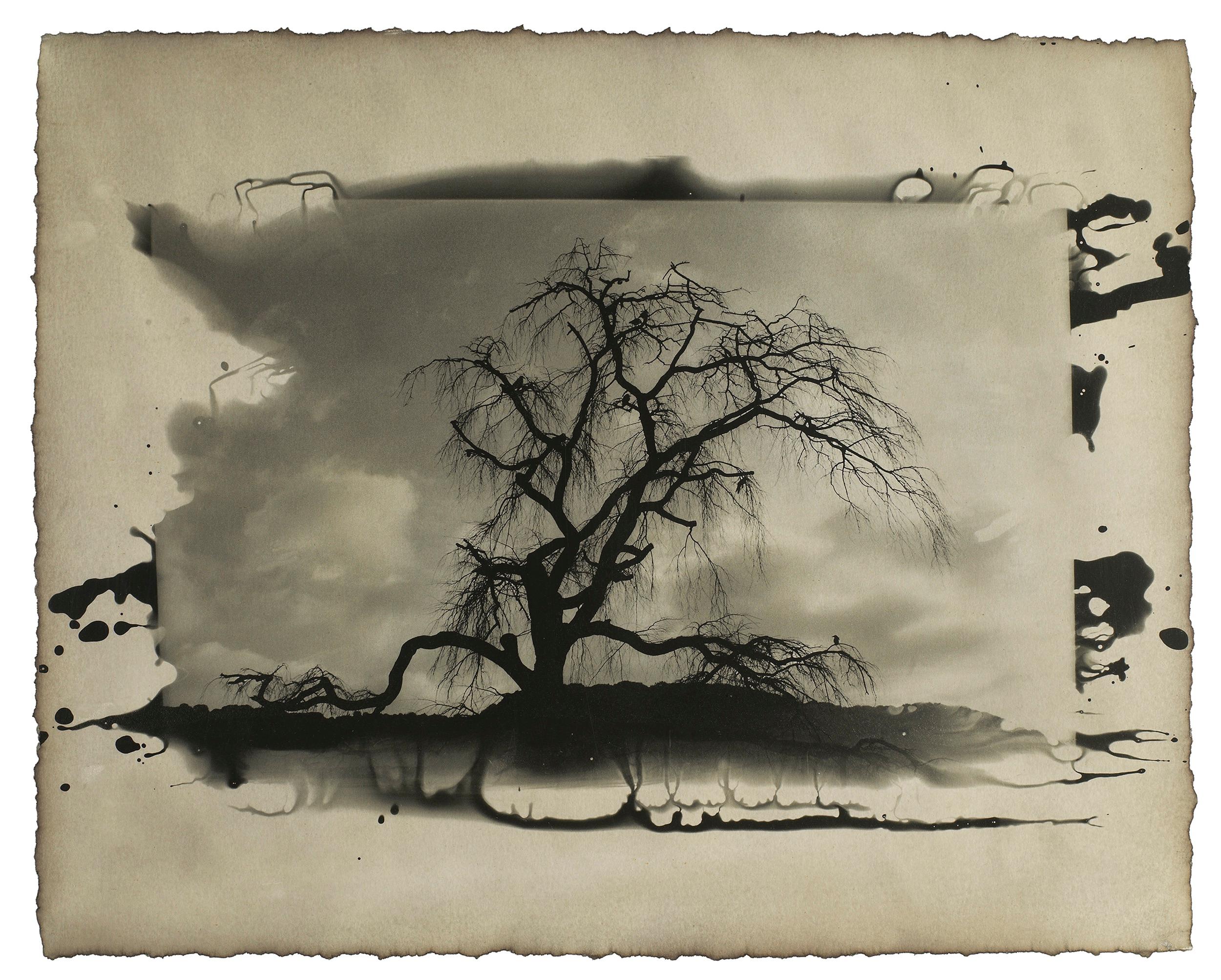 Twilight, Kyoto, Japan: Asian Japanese tree landscape photo, Sumi-e tradition