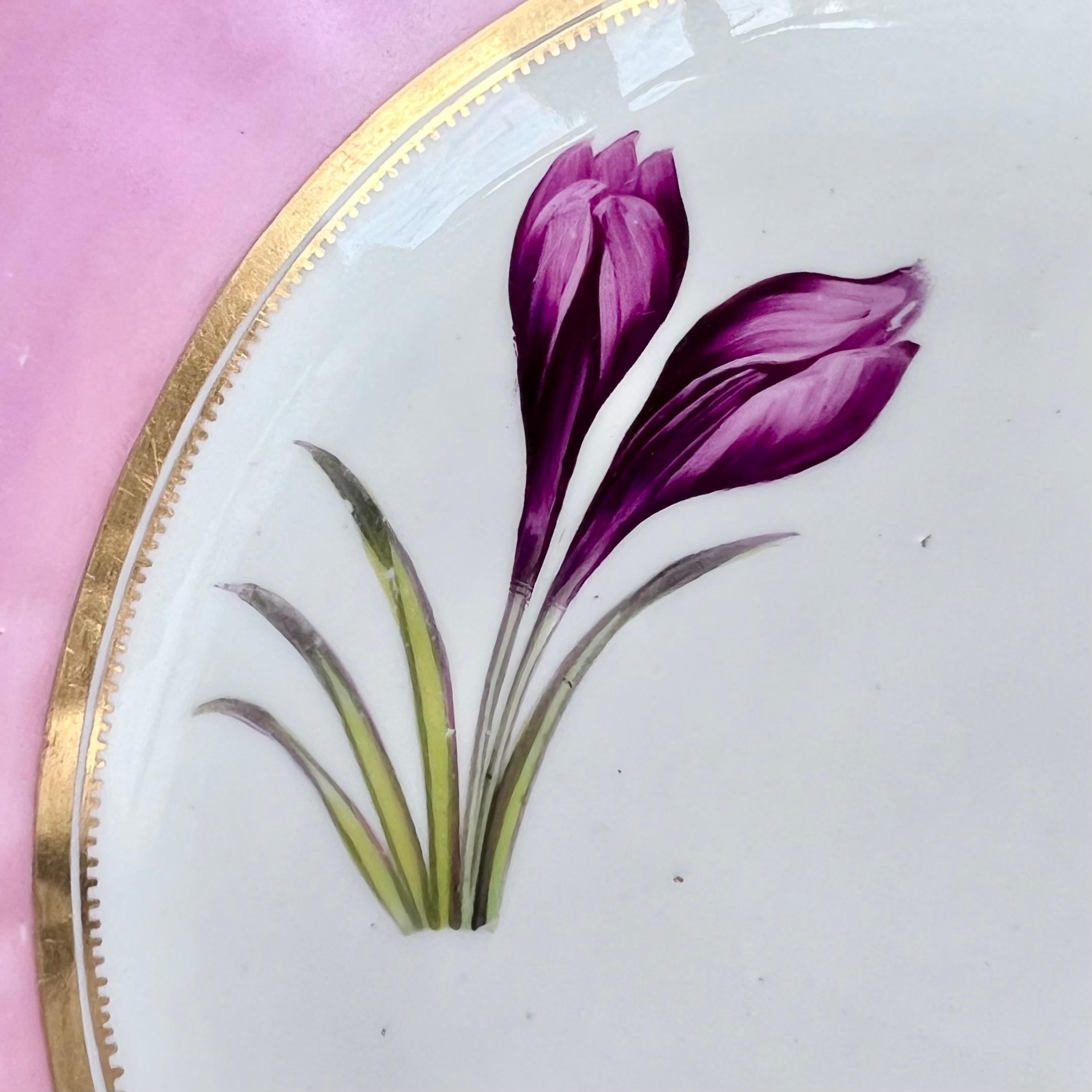 Yates Pink Shell Dish, Patt. 1768 to Match H&R Daniel Patt. 4205, 1827 In Good Condition In London, GB