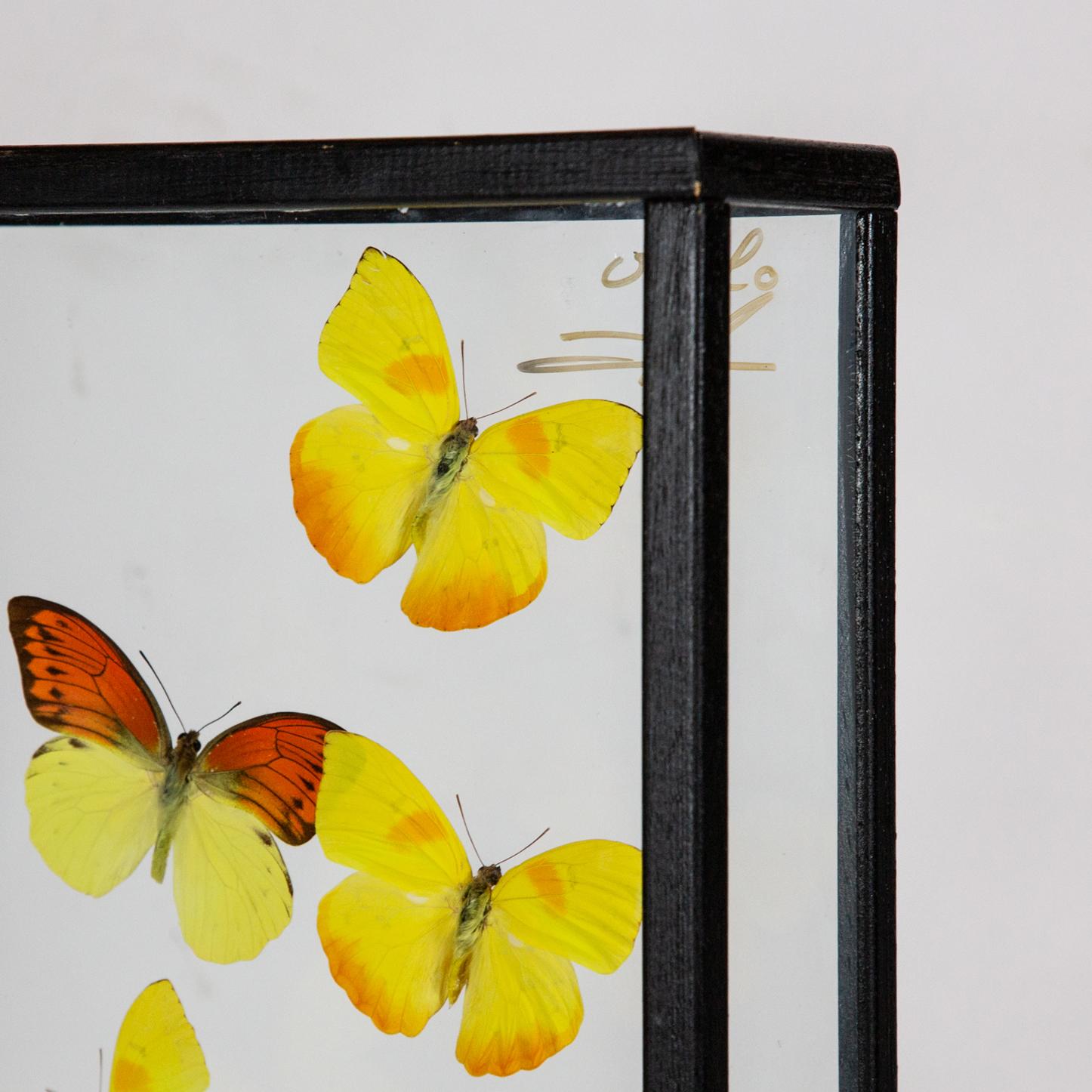 Yellow butterflies in flight mounted in painted black frame. Size: 12
