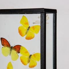 Yellow Butterflies in Flight Mounted in Painted Black Frame