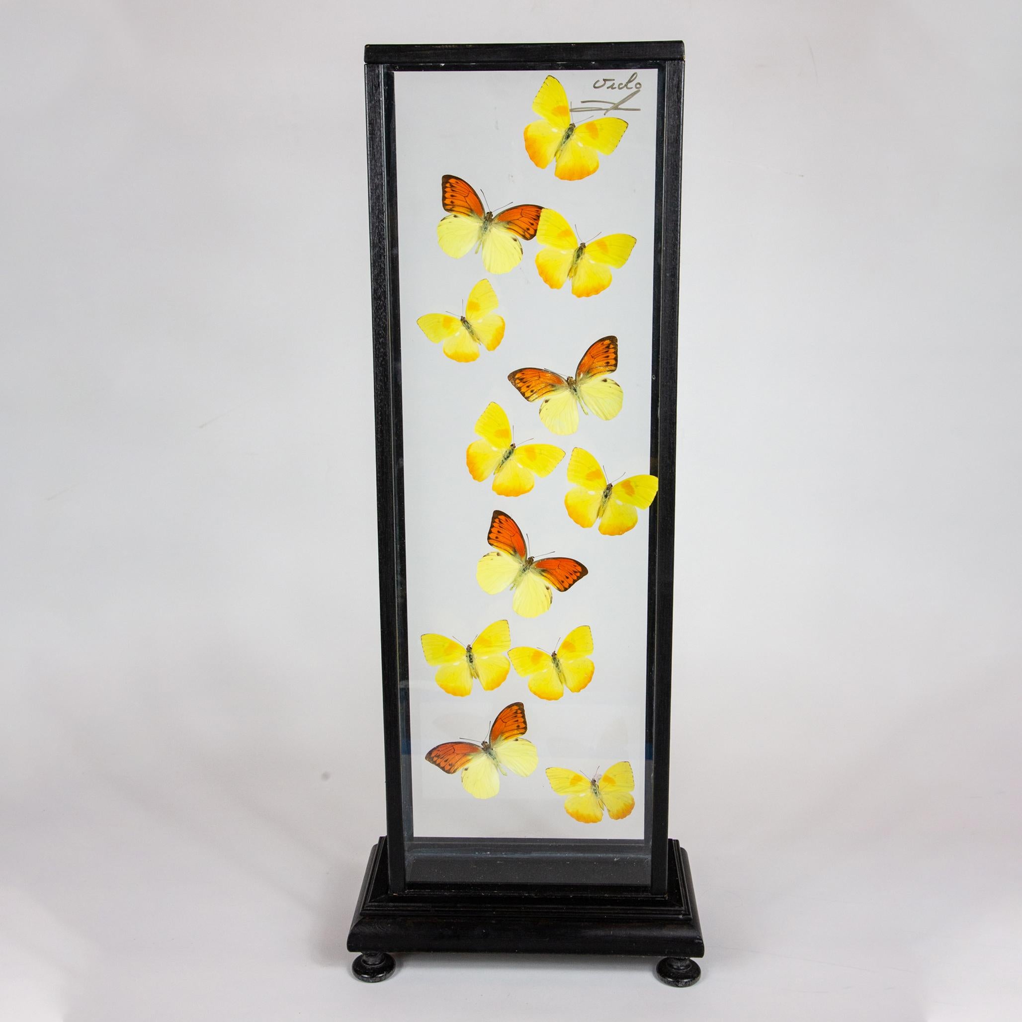 Contemporary Yellow Butterflies in Flight Mounted in Painted Black Frame