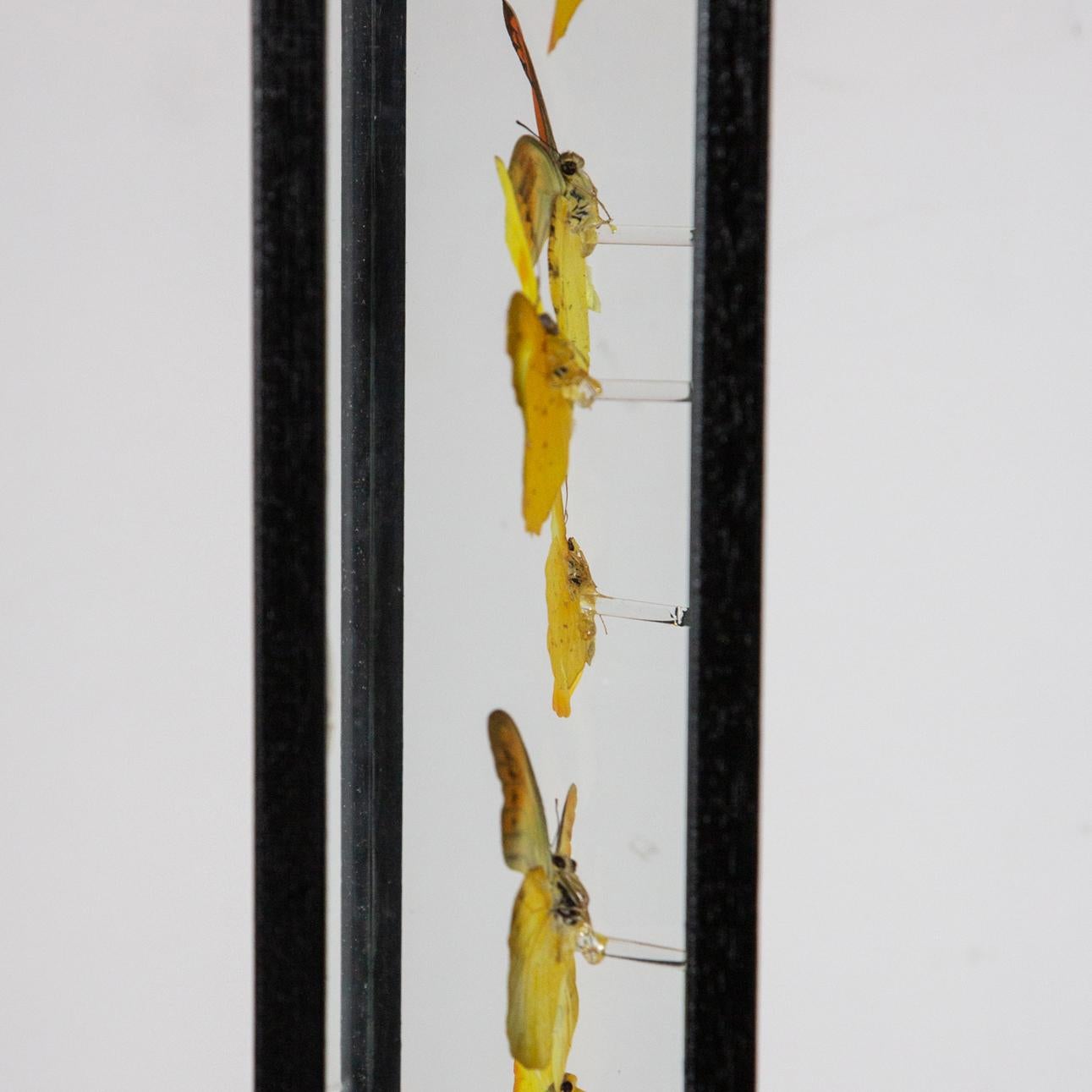 Glass Yellow Butterflies in Flight Mounted in Painted Black Frame