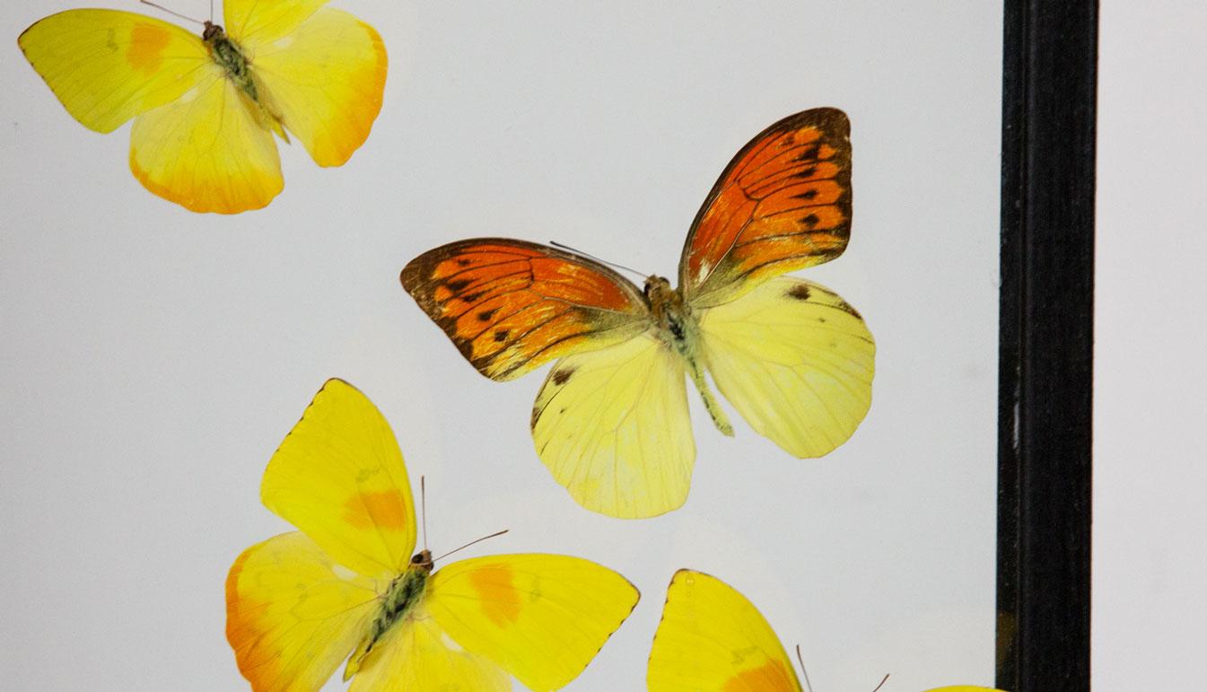 Yellow Butterflies in Flight Mounted in Painted Black Frame 1