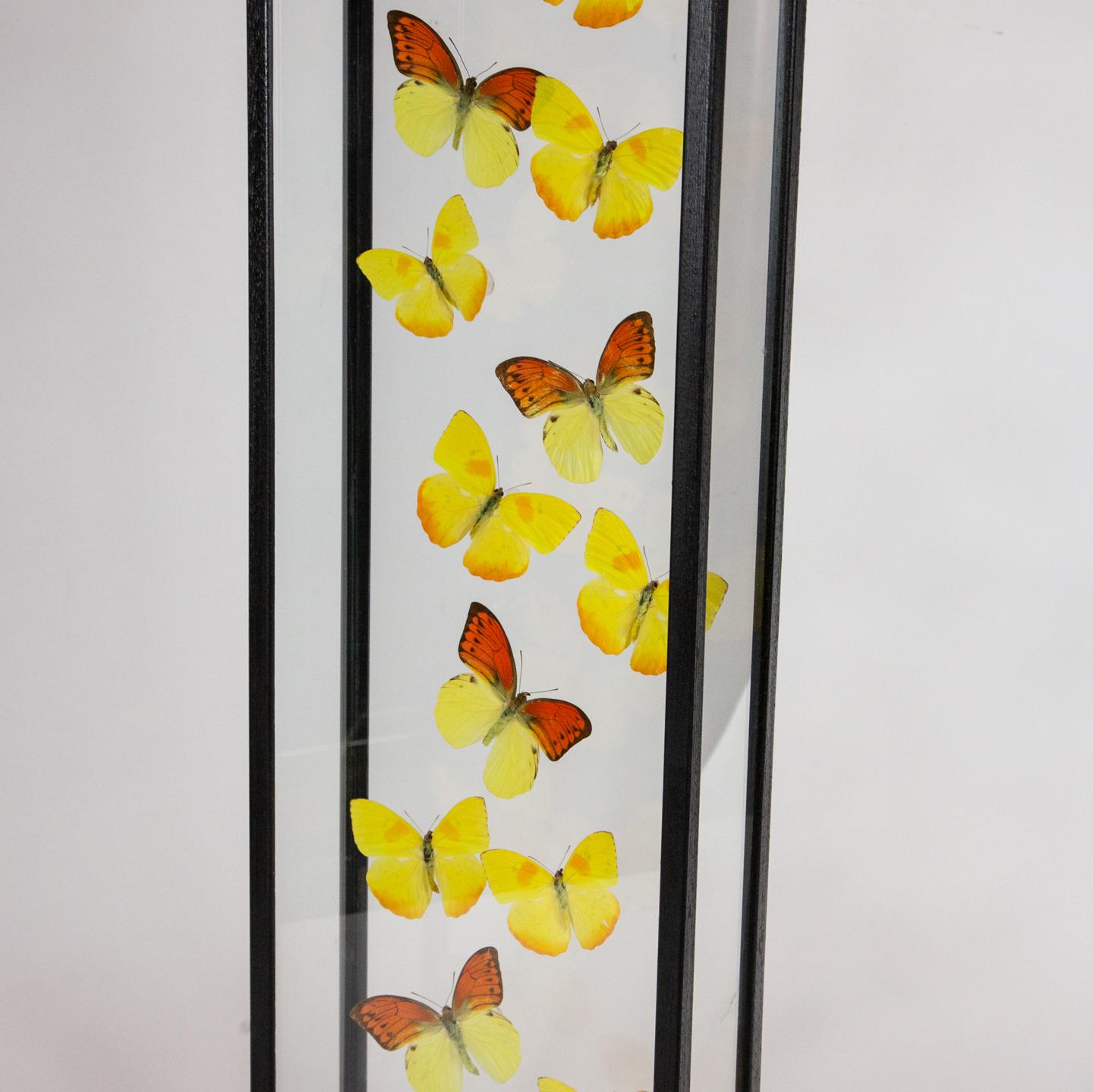 Yellow Butterflies in Flight Mounted in Painted Black Frame 2