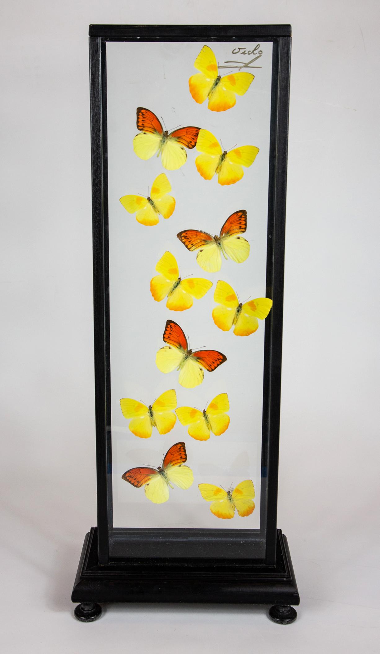 Yellow Butterflies in Flight Mounted in Painted Black Frame 4