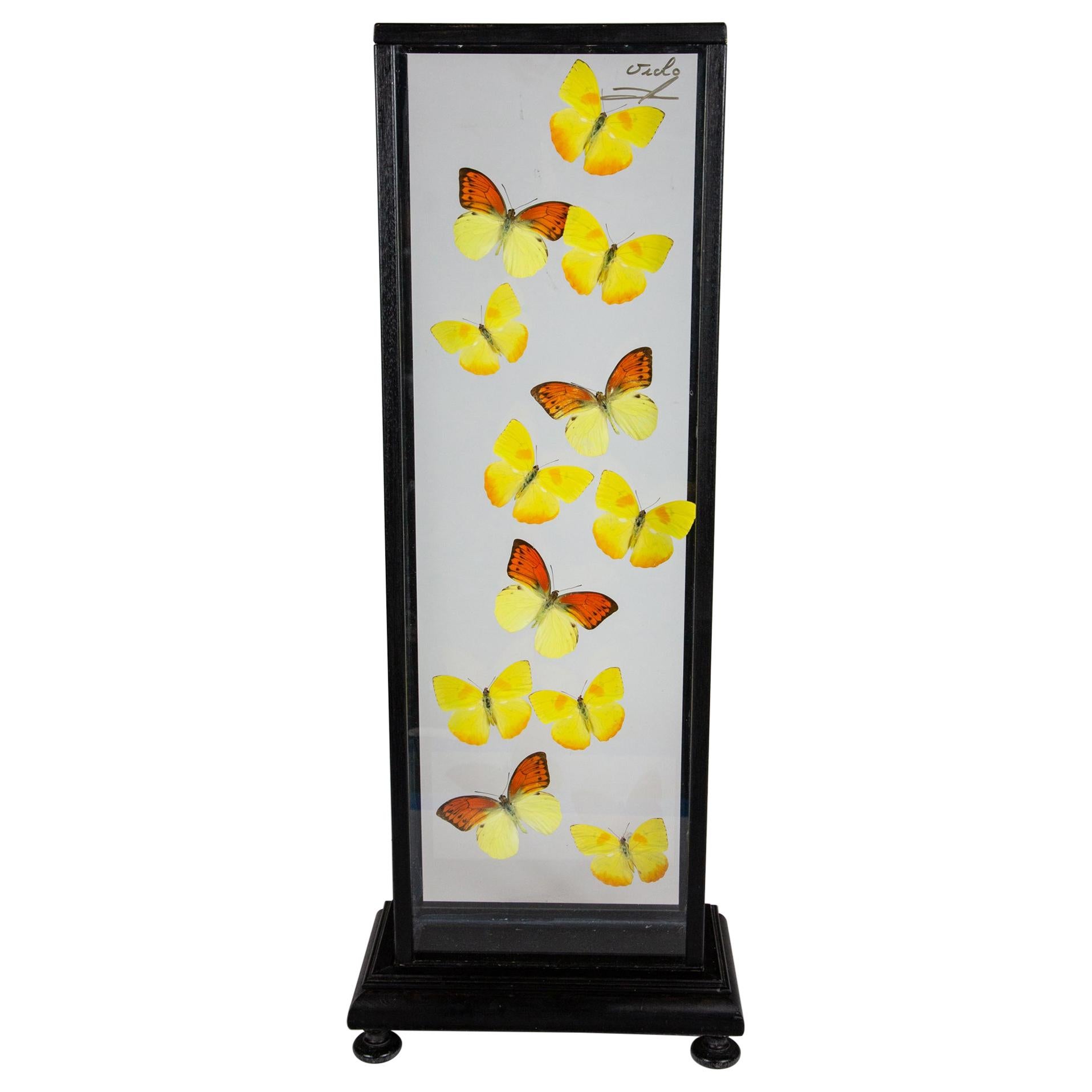 Yellow Butterflies in Flight Mounted in Painted Black Frame