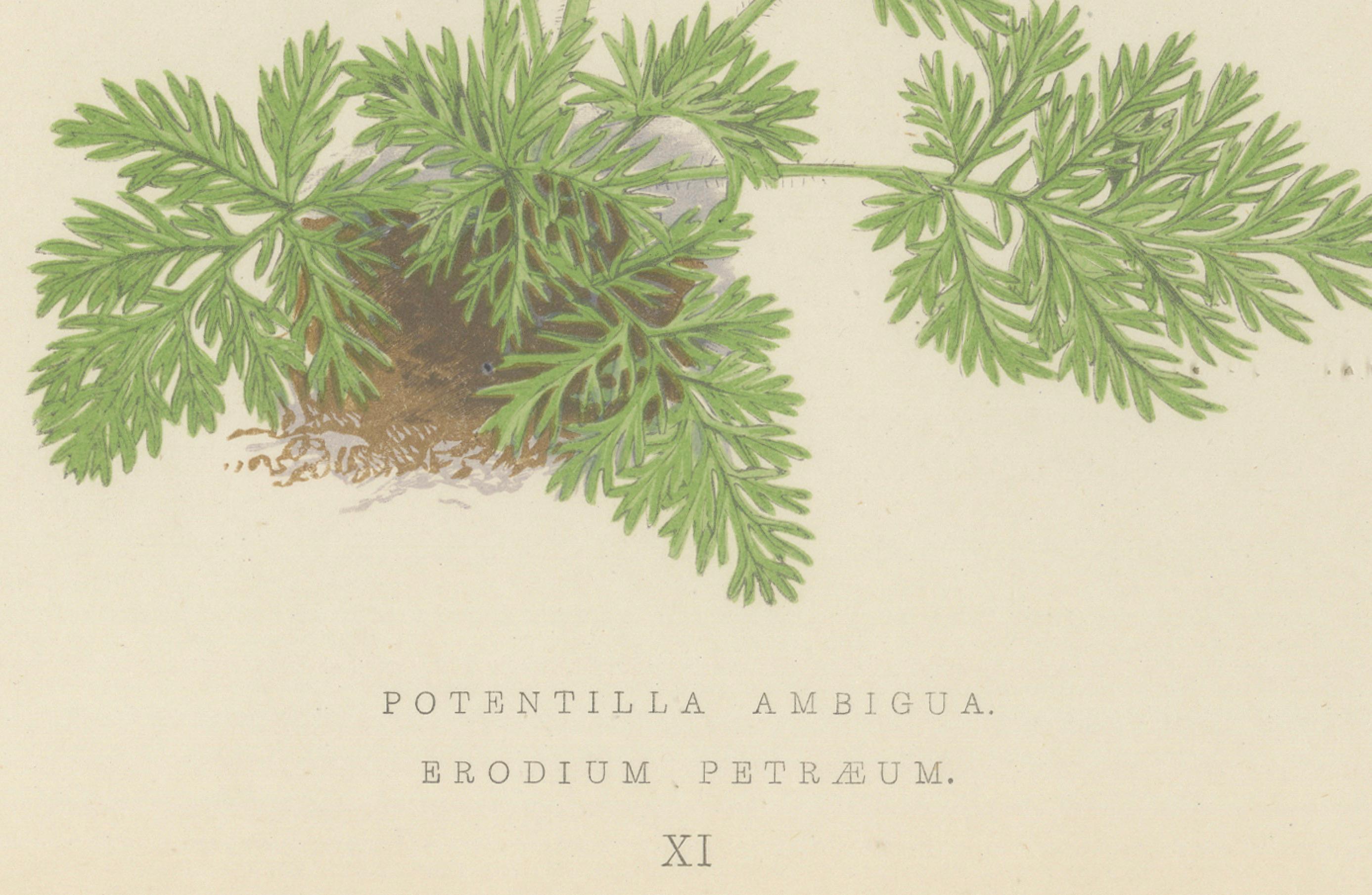 Gelbes Fingerkraut und Felsenstorchschnabel, handkolorierter botanischer Druck, 1874

Dieser lebhafte, handkolorierte botanische Druck aus dem Jahr 1874 zeigt zwei schön kontrastierende Alpenpflanzen: Potentilla ambigua (Gelbes Fingerkraut) und