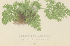 Yellow Cinquefoil and Rock Cranesbill, hand-coloured botanical print, 1874