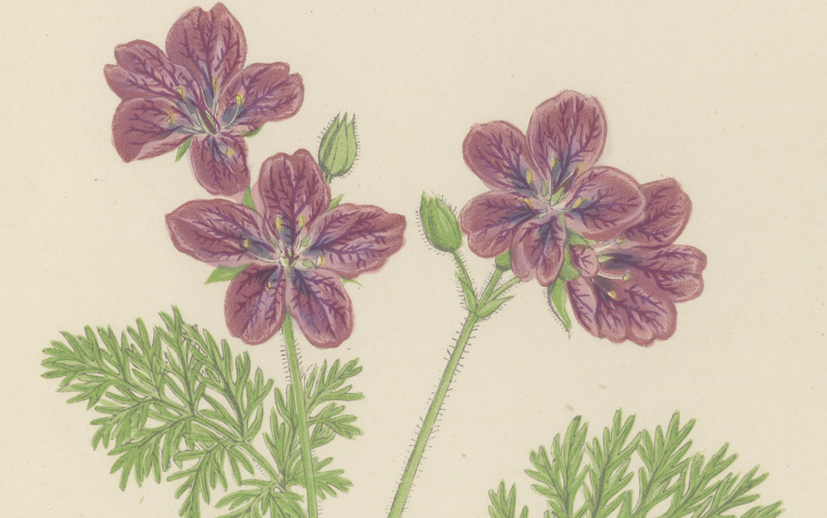 Gelbes Fingerkraut und Felsenstorchschnabel, handkolorierter botanischer Druck, 1874 im Zustand „Gut“ im Angebot in Langweer, NL