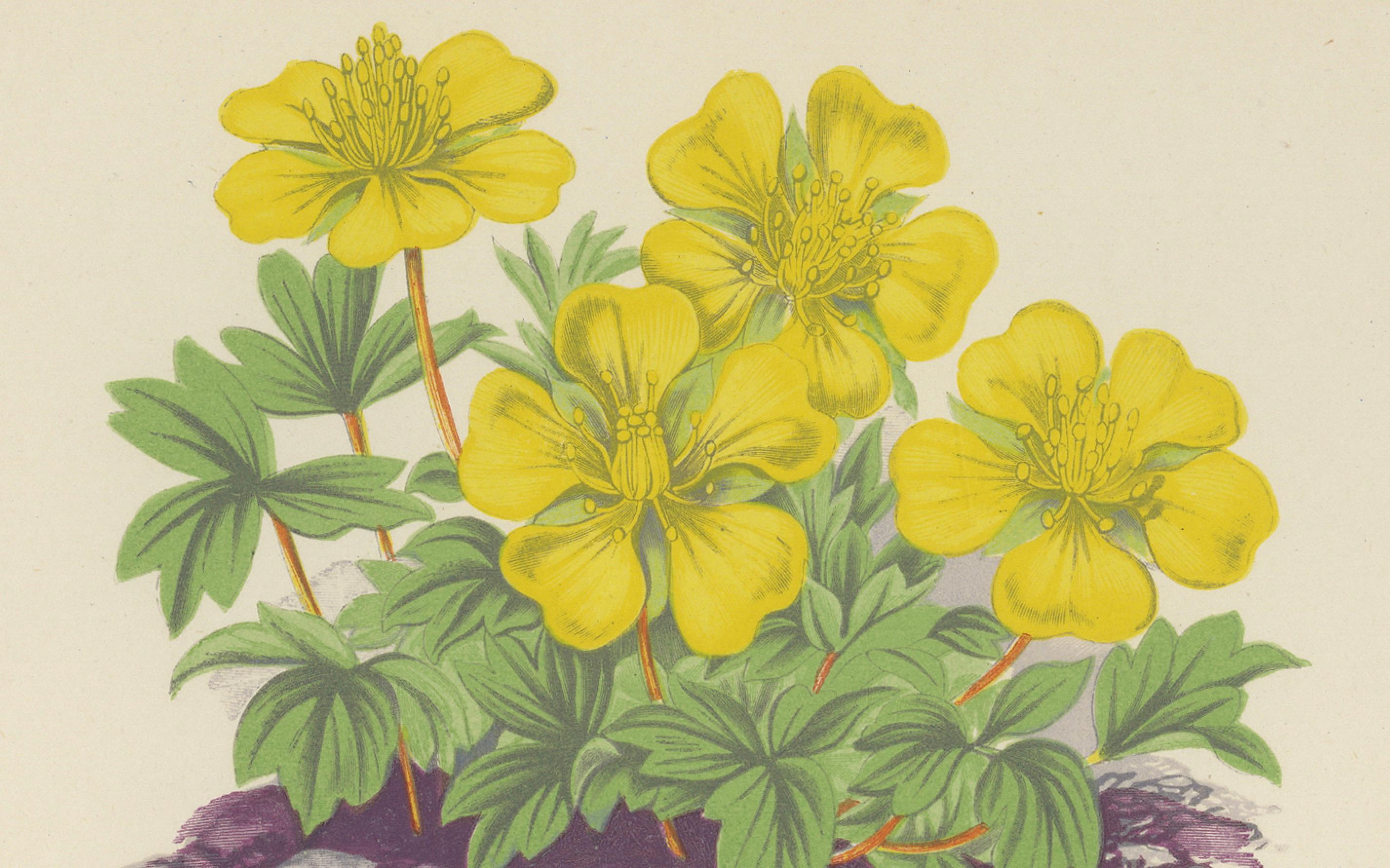 Gelbes Fingerkraut und Felsenstorchschnabel, handkolorierter botanischer Druck, 1874 (Spätes 19. Jahrhundert) im Angebot