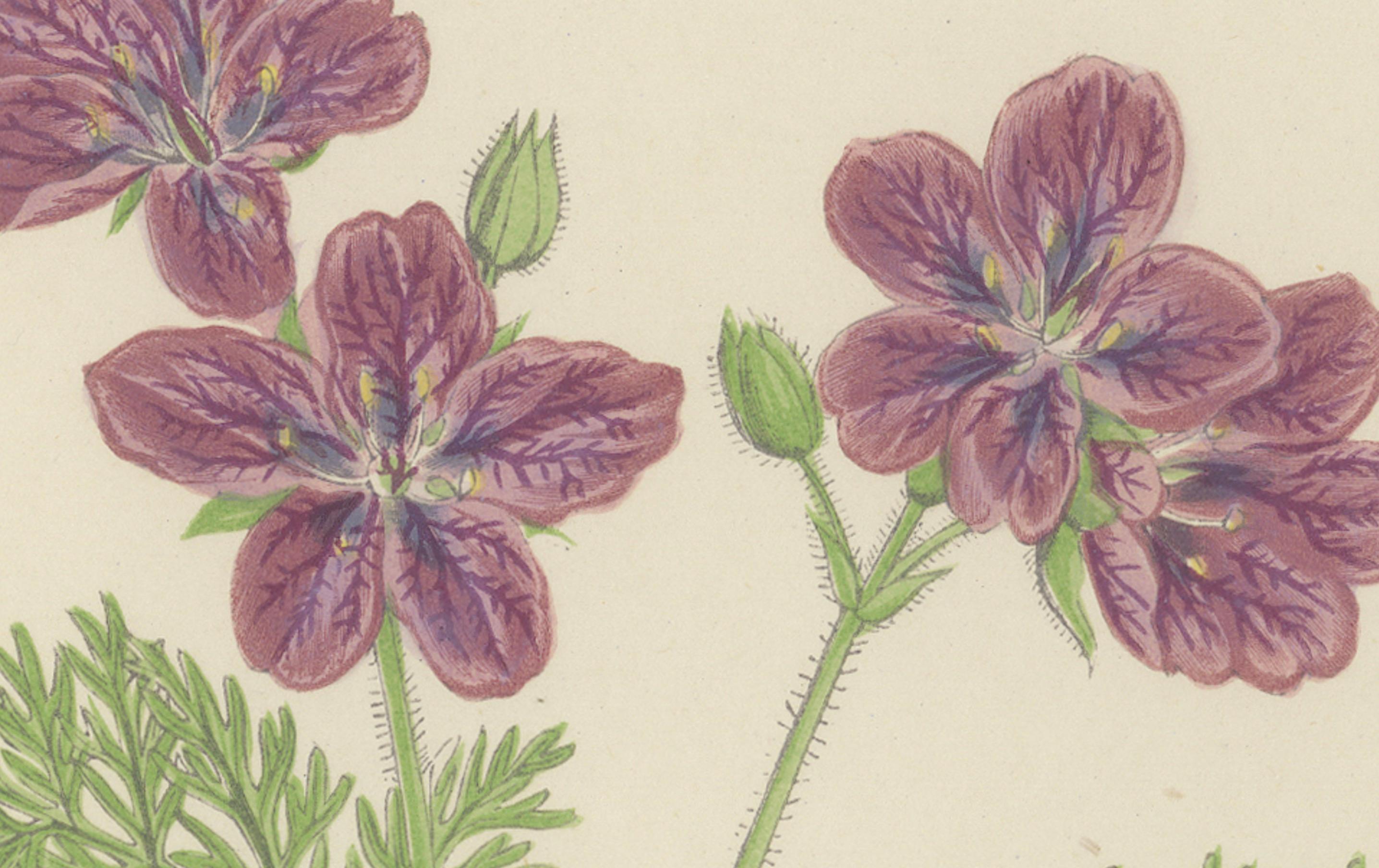 Gelbes Fingerkraut und Felsenstorchschnabel, handkolorierter botanischer Druck, 1874 (Papier) im Angebot