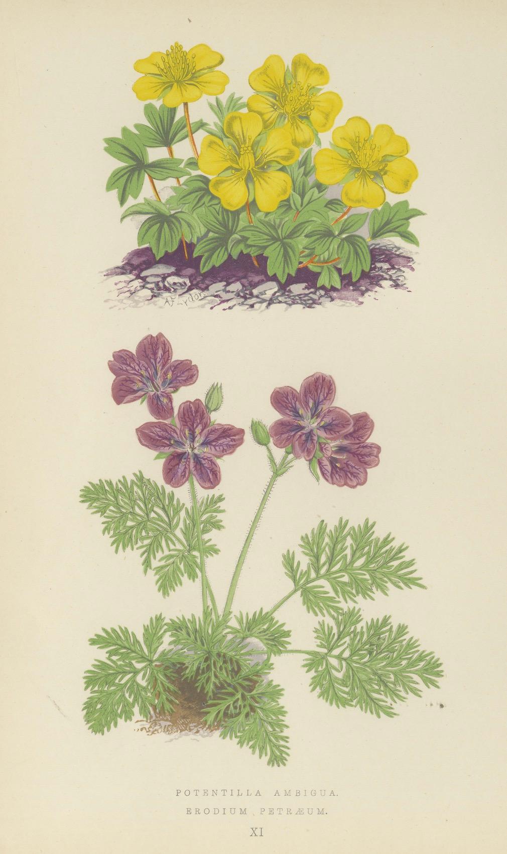 Gelbes Fingerkraut und Felsenstorchschnabel, handkolorierter botanischer Druck, 1874 im Angebot 1