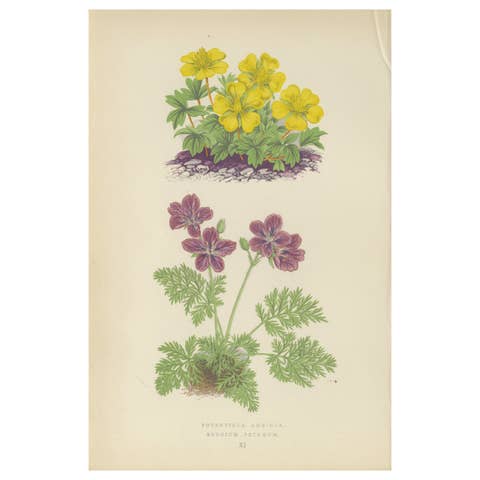 Yellow Cinquefoil and Rock Cranesbill, hand-coloured botanical print, 1874