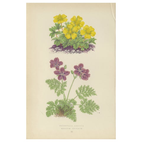 Yellow Cinquefoil and Rock Cranesbill, hand-coloured botanical print, 1874