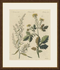 Plante crucifère jaune et plante herbacée à fleurs élancées, gravure ancienne de Bertuch, vers 1805