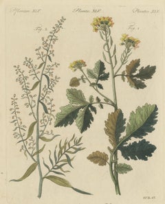 Plante crucifère jaune et plante herbacée à fleurs élancées, gravure ancienne de Bertuch, vers 1805