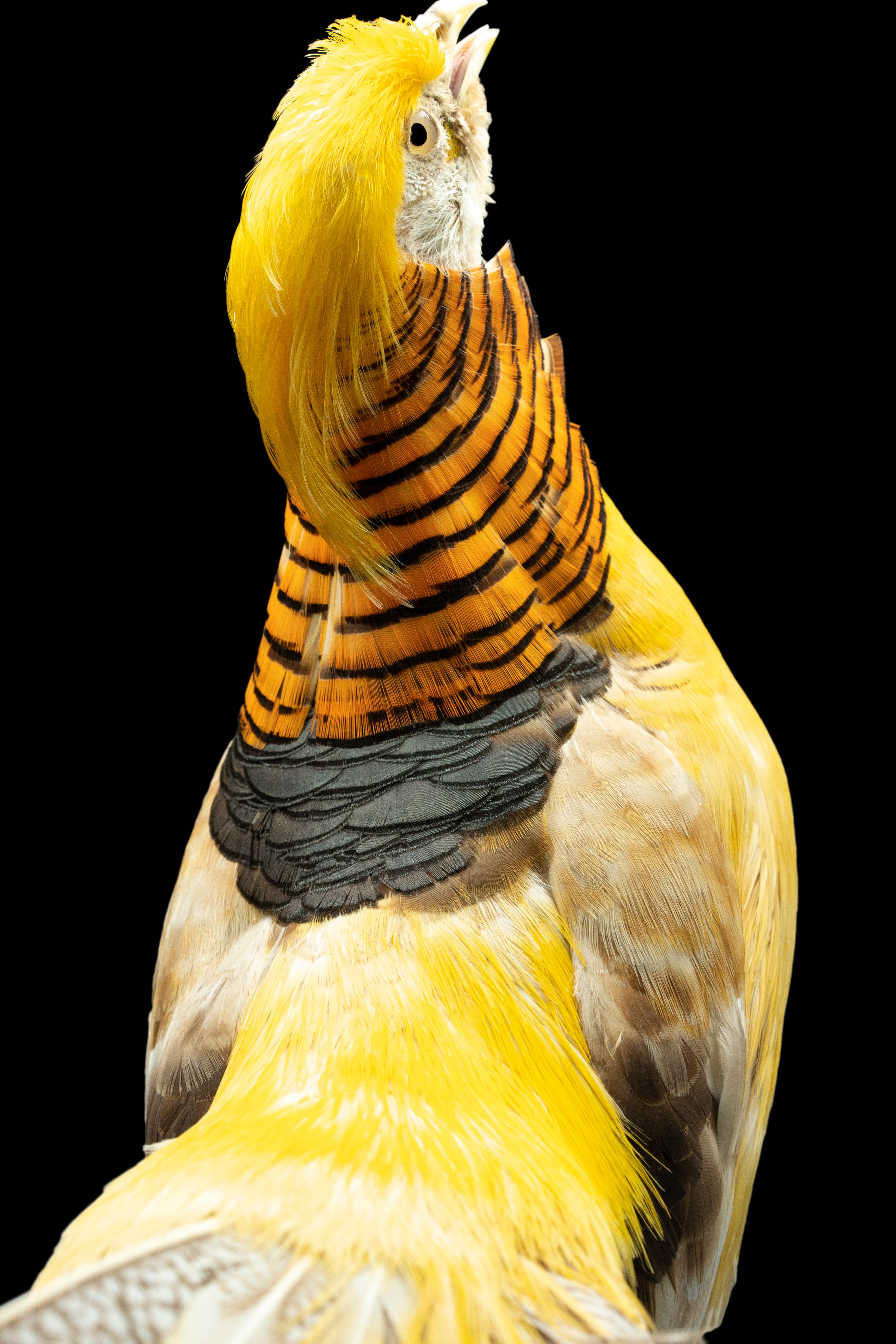 This Yellow Golden pheasant's perched pose is the perfect way to showcase all of those amazing feathers, it's a wonderful addition to any collection, perfect for town or country.