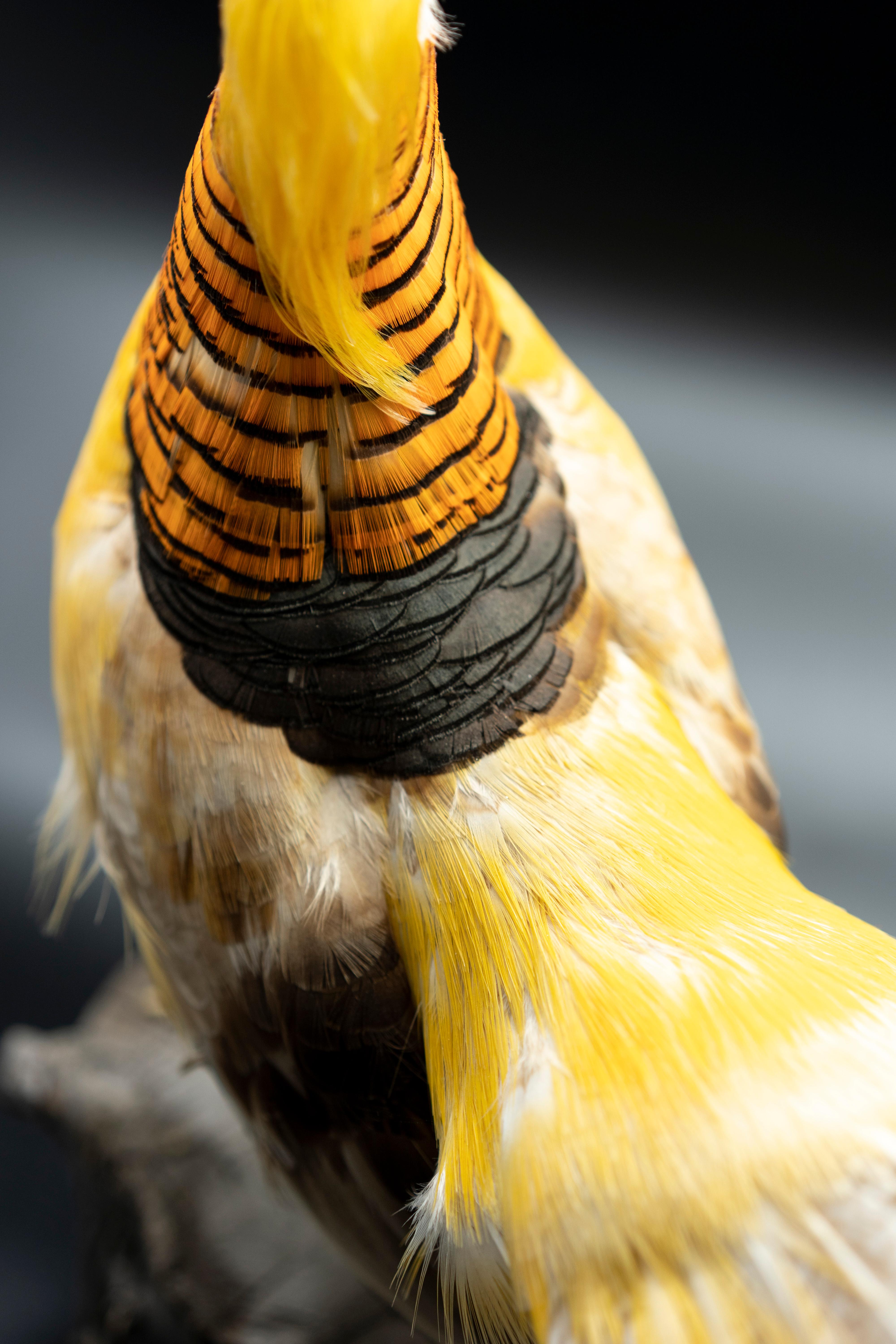Victorian Yellow Golden Pheasant Mounted Taxidermy Specimen