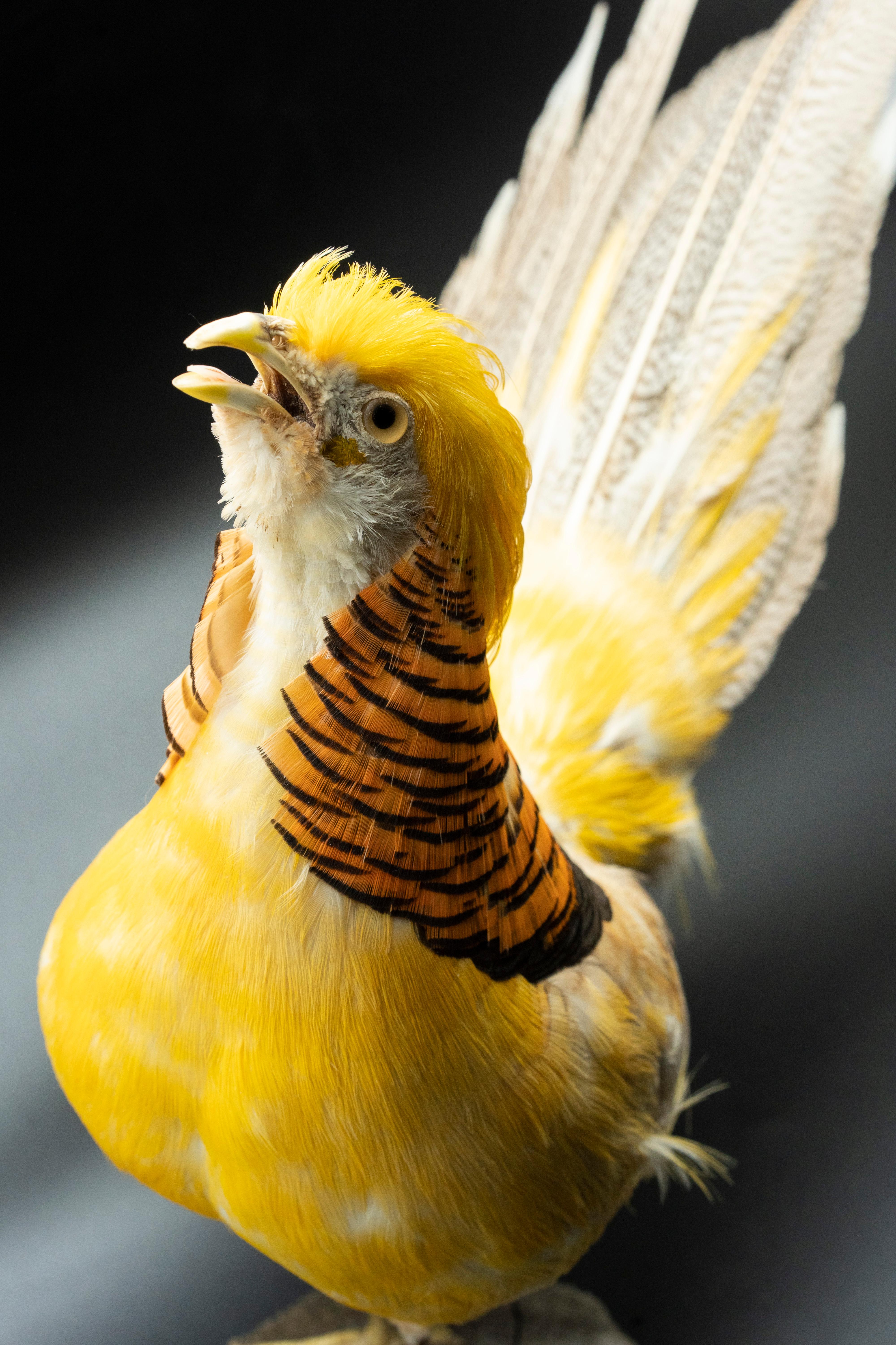 American Yellow Golden Pheasant Mounted Taxidermy Specimen