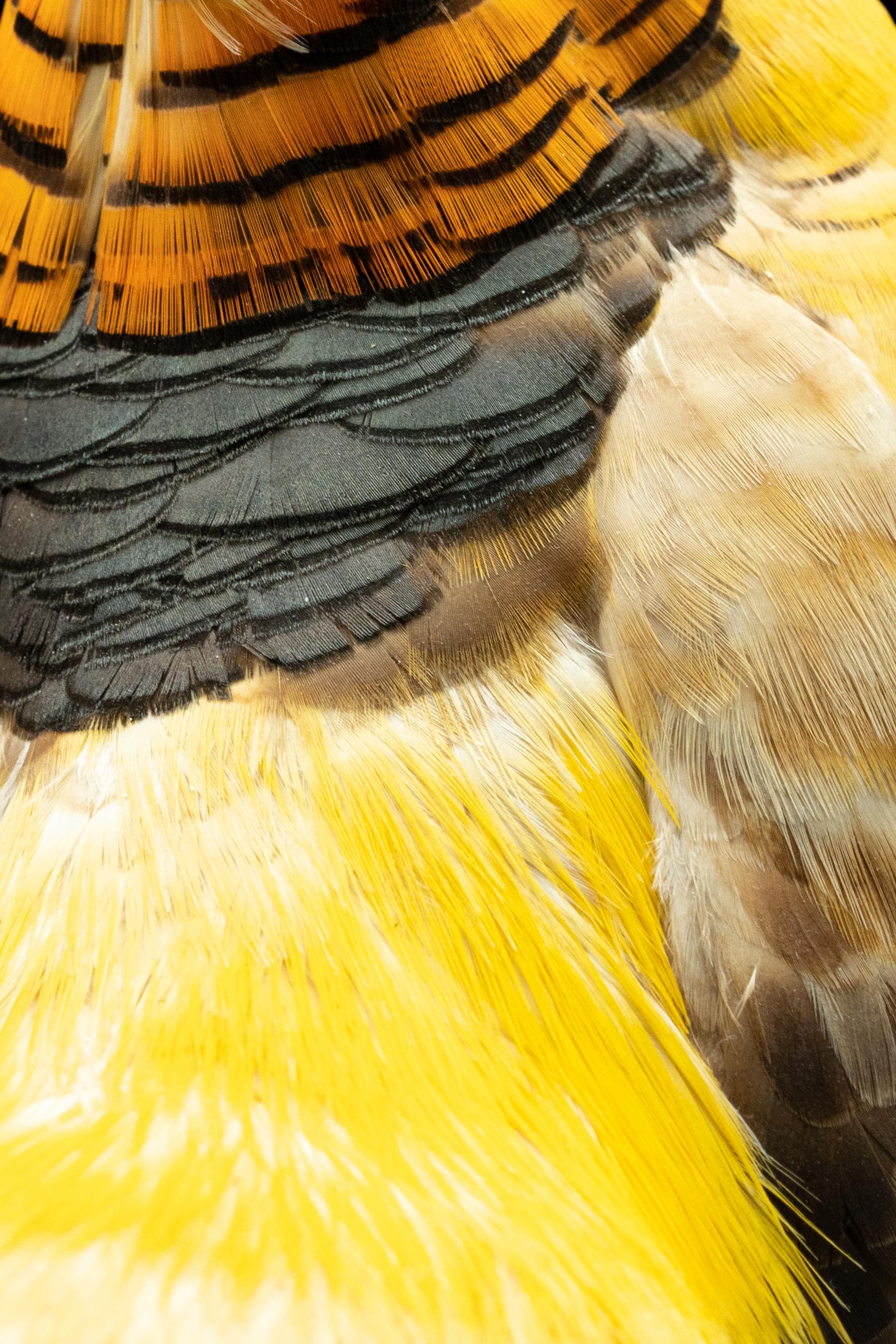 Yellow Golden Pheasant Mounted Taxidermy Specimen In New Condition In New York, NY