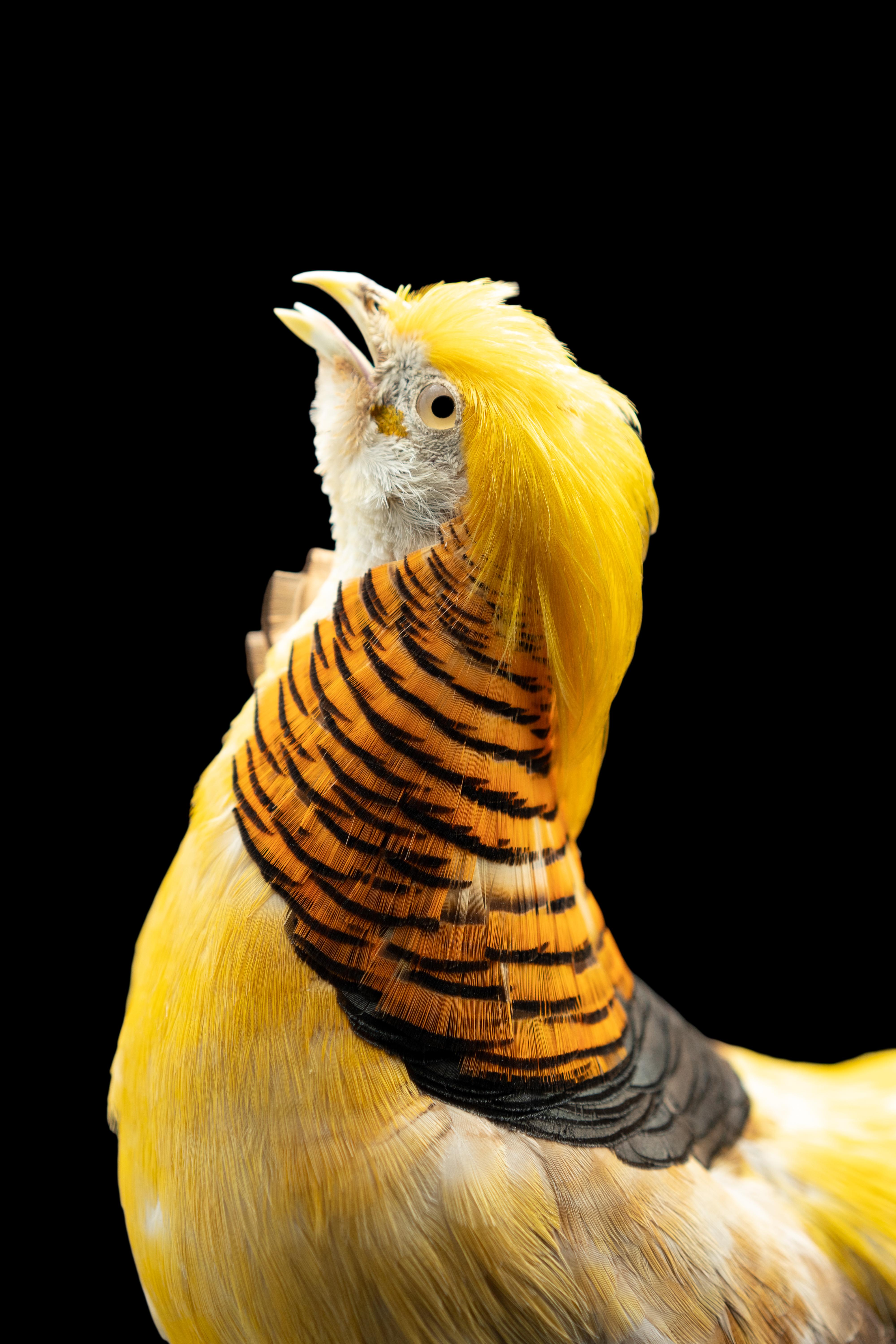 Contemporary Yellow Golden Pheasant Mounted Taxidermy Specimen