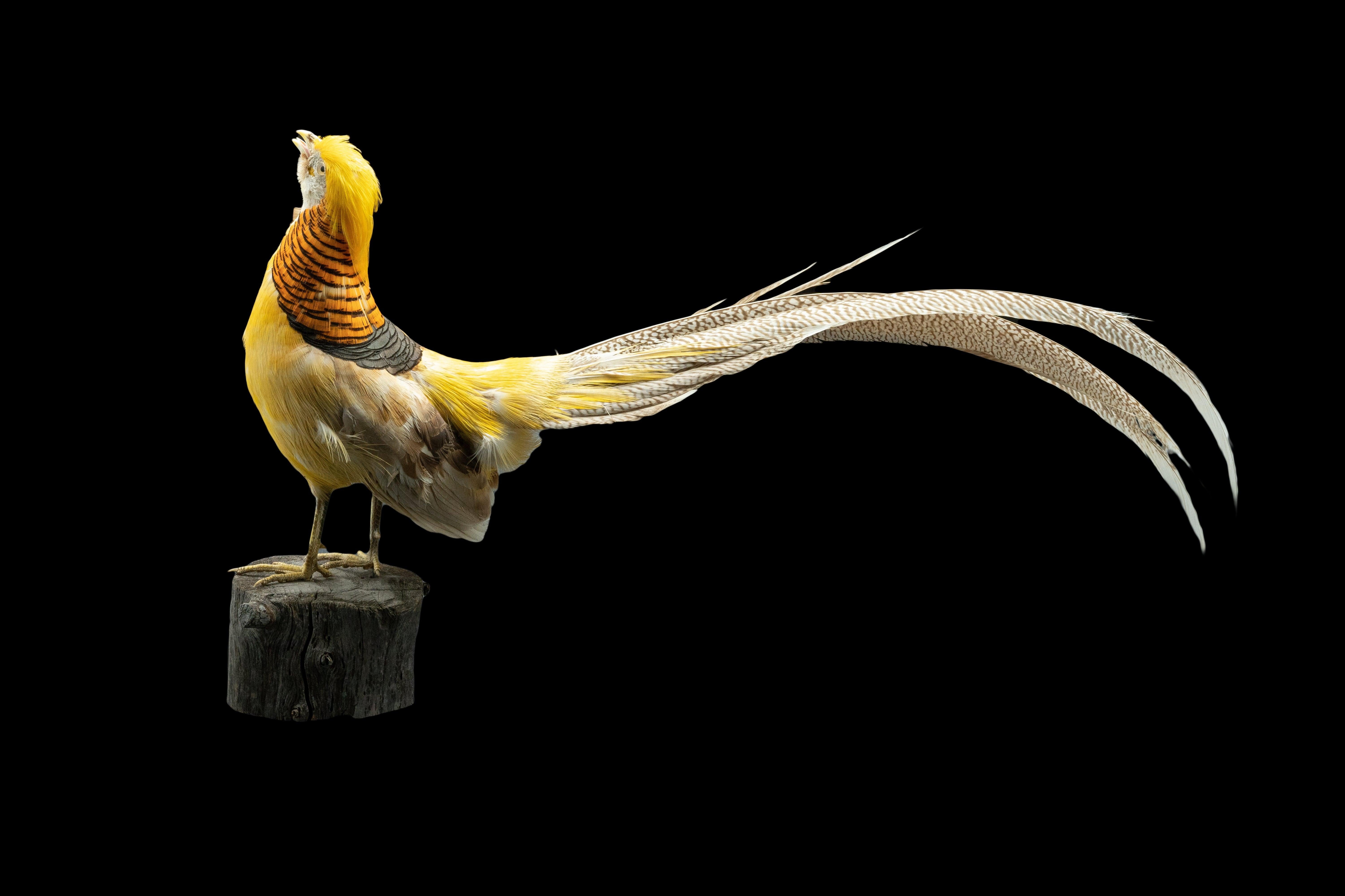 Wood Yellow Golden Pheasant Mounted Taxidermy Specimen