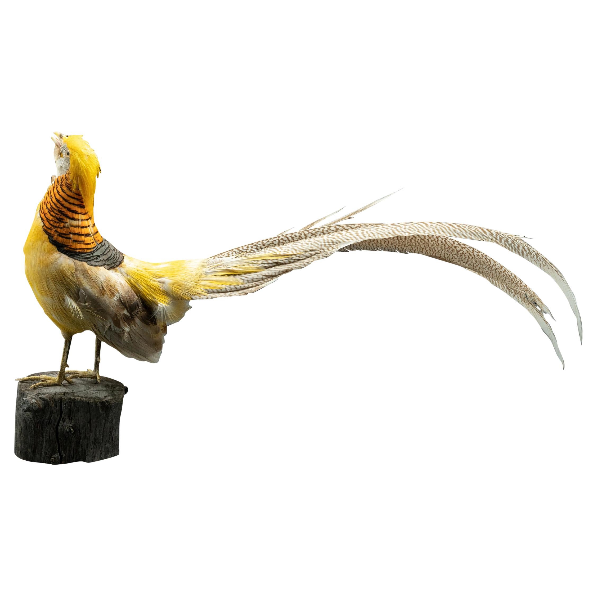Yellow Golden Pheasant Mounted Taxidermy Specimen