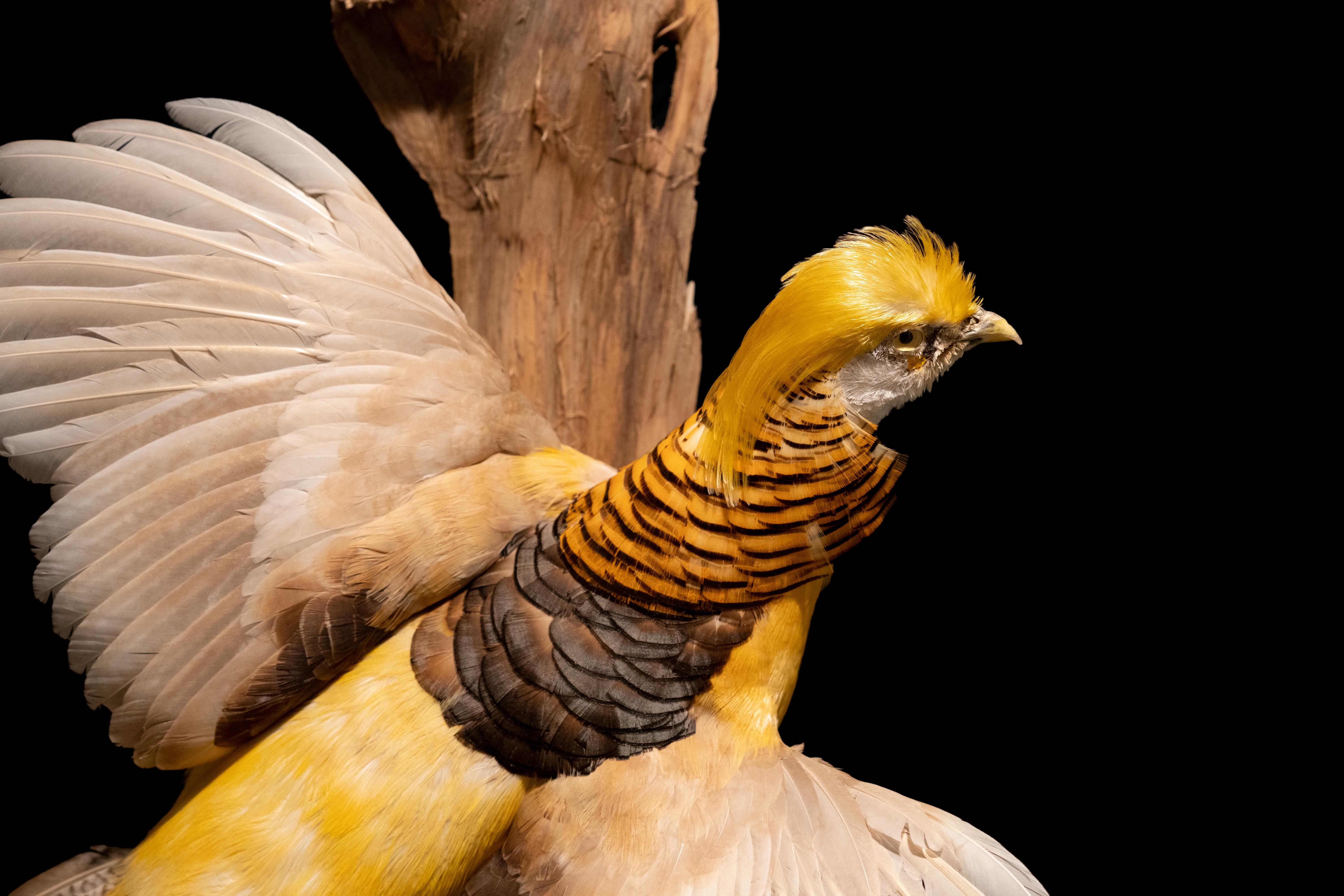 This Yellow Golden pheasant's in-flight pose is the perfect way to showcase all of those amazing feathers, it's a wonderful addition to any collection, perfect for town or country.