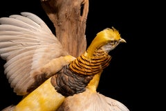 Yellow Golden Pheasant Wall Mounted Taxidermy Specimen