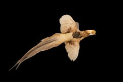 Yellow Golden Pheasant Wall Mounted Taxidermy Specimen