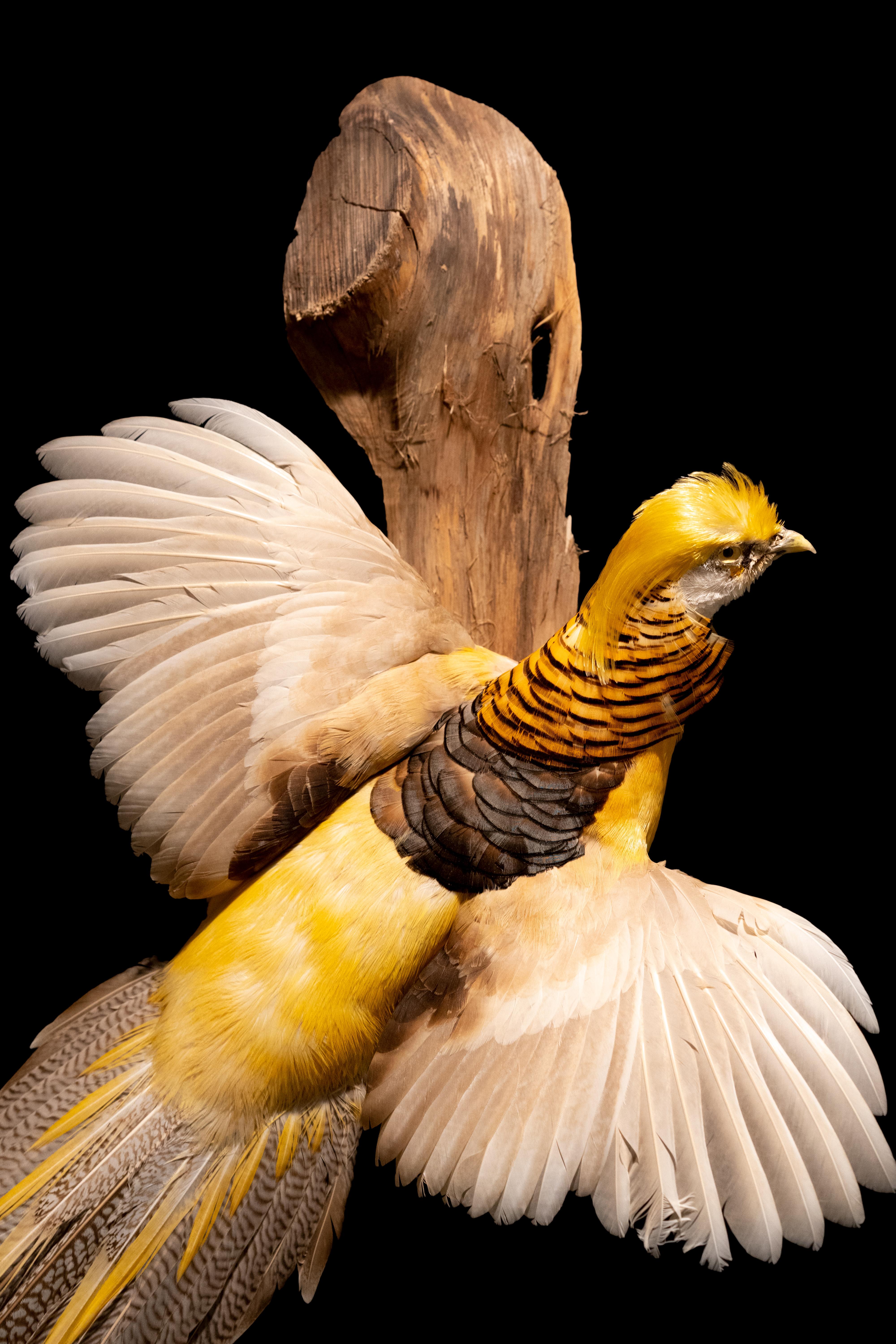 white golden pheasant