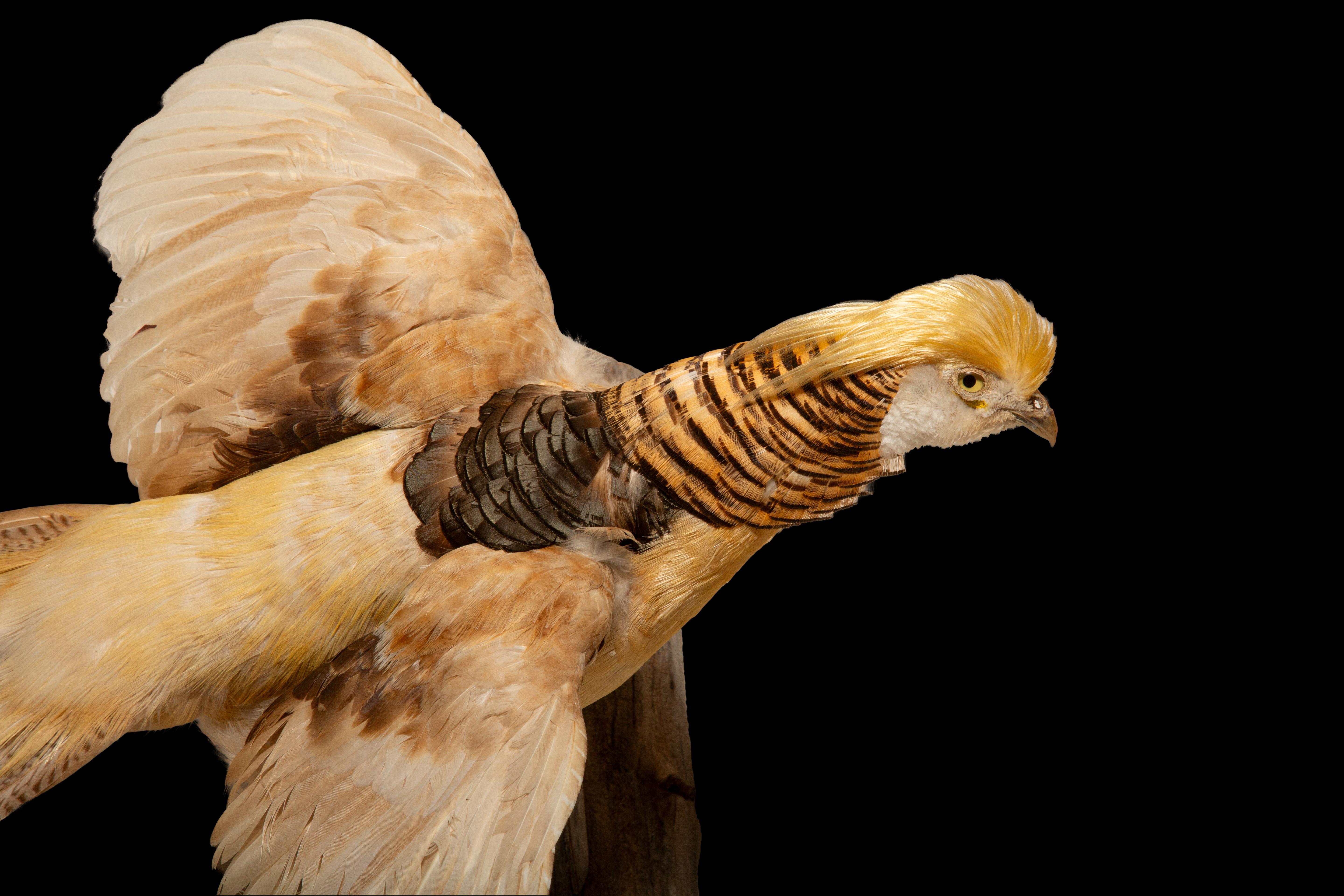 Victorian Yellow Golden Pheasant Wall Mounted Taxidermy Specimen For Sale