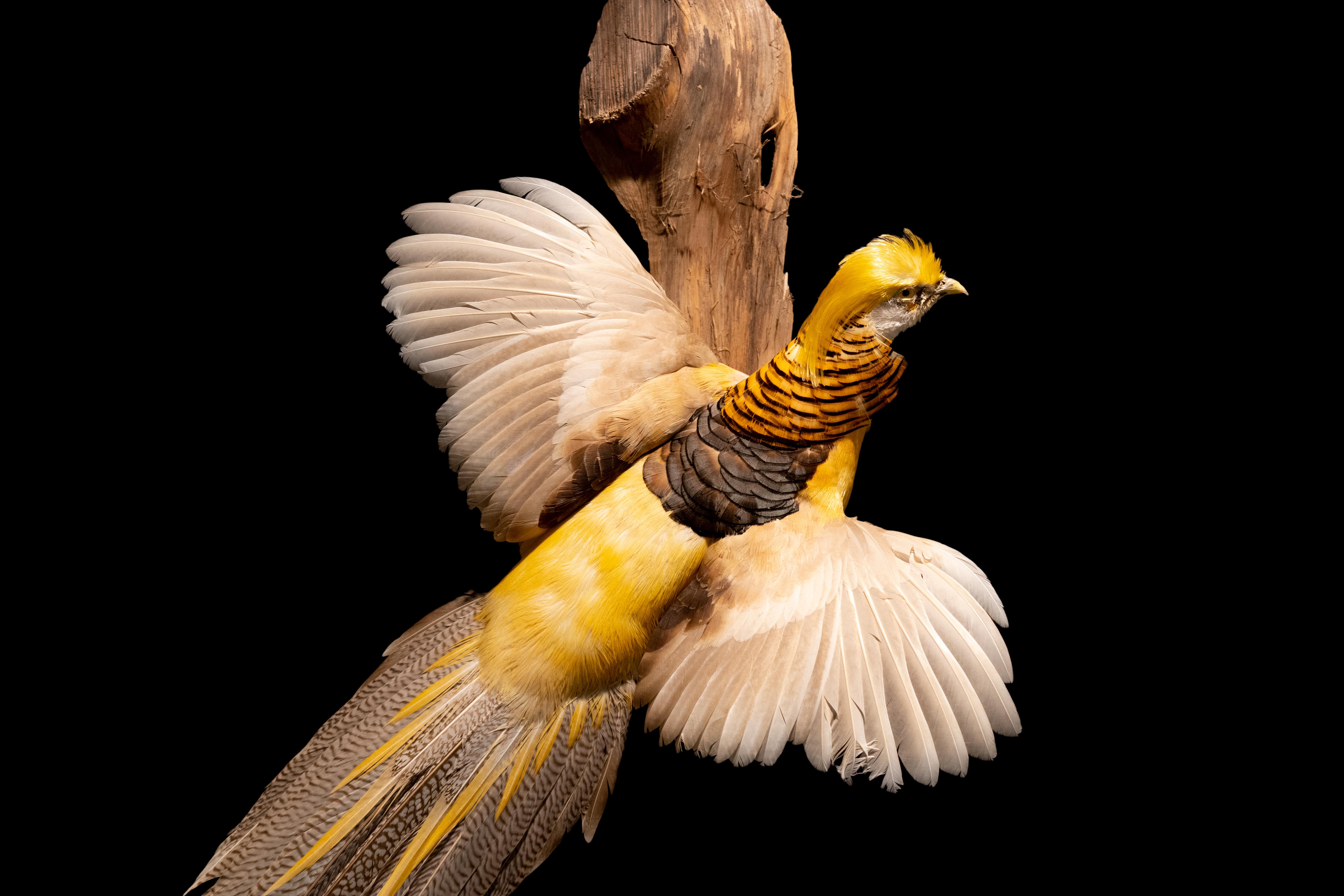Victorian Yellow Golden Pheasant Wall Mounted Taxidermy Specimen