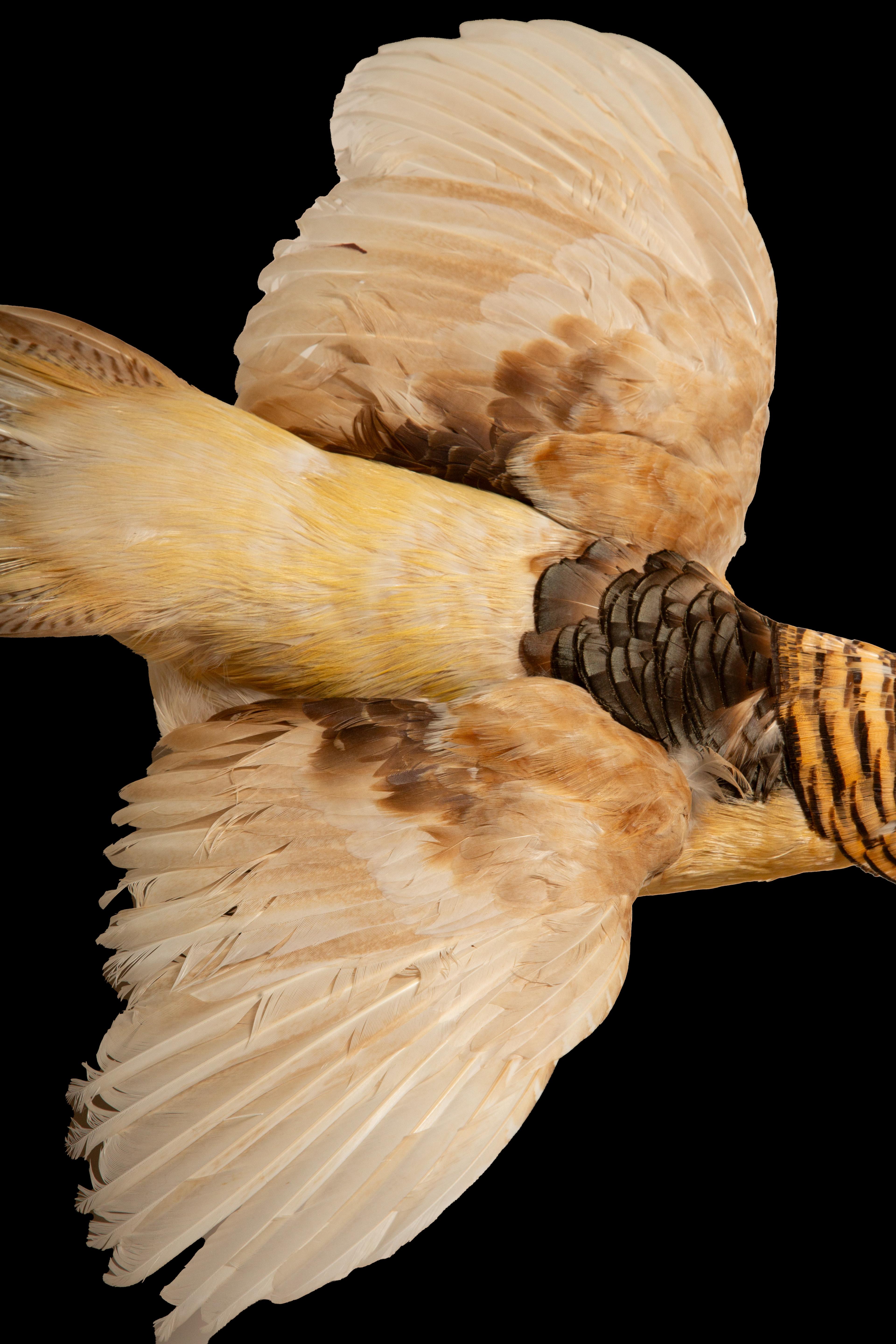 Américain Spécimen mural de taxidermie jaune et doré en vente