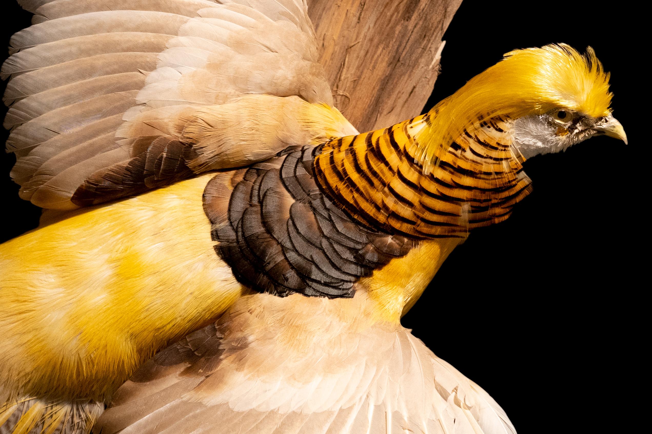 American Yellow Golden Pheasant Wall Mounted Taxidermy Specimen