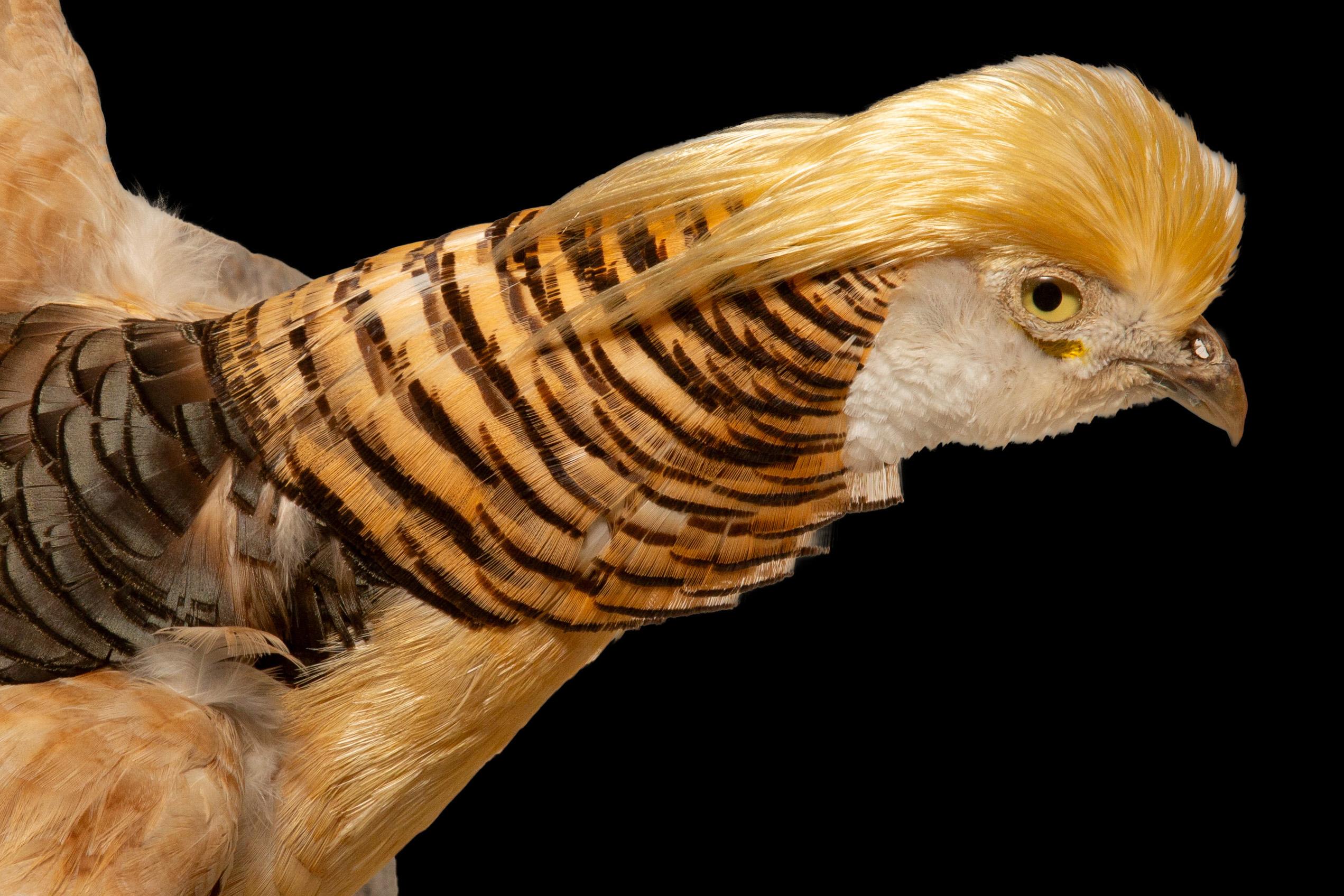 Yellow Golden Pheasant Wall Mounted Taxidermy Specimen In New Condition For Sale In New York, NY
