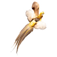 Yellow Golden Pheasant Wall Mounted Taxidermy Specimen