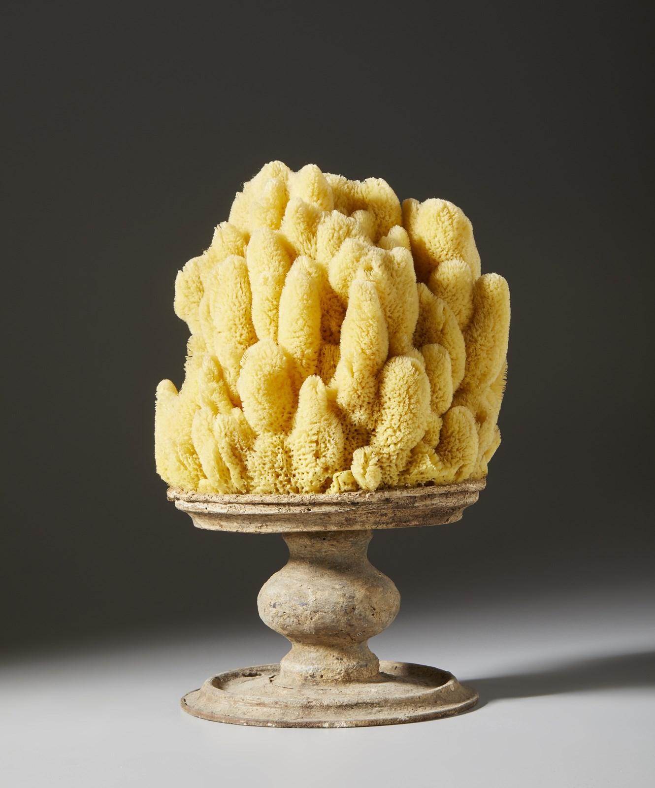 A yellow marine sponge fixed to an antique socle. The yellow marine sponge, or aplysina fistularis, often called the ‘yellow candle sponge,’ is here appropriately fixed to and antique plinth, probably once a candlestick. From an Italian collection.