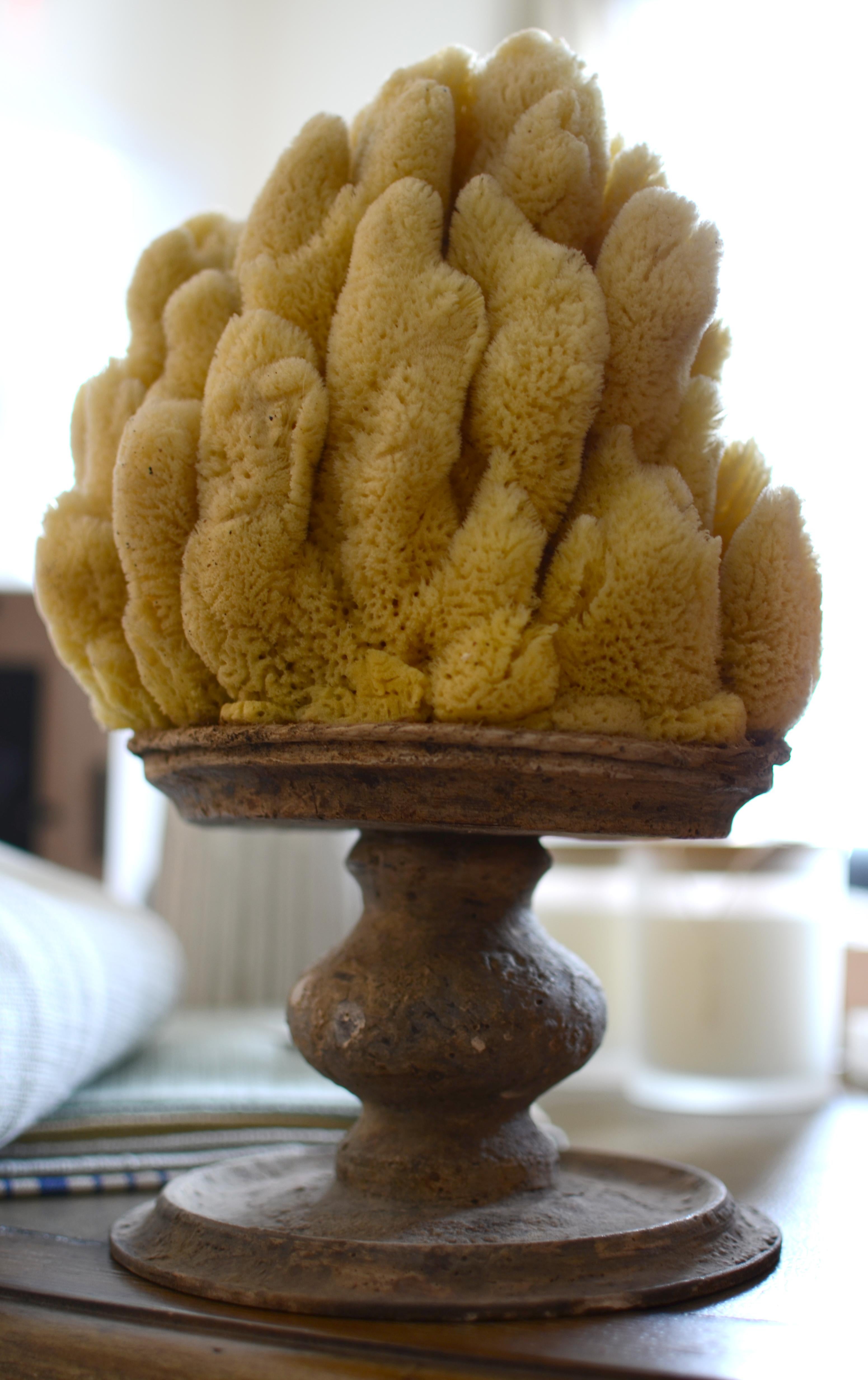 Italian Yellow Marine Sponge Mounted on an Antique Socle For Sale