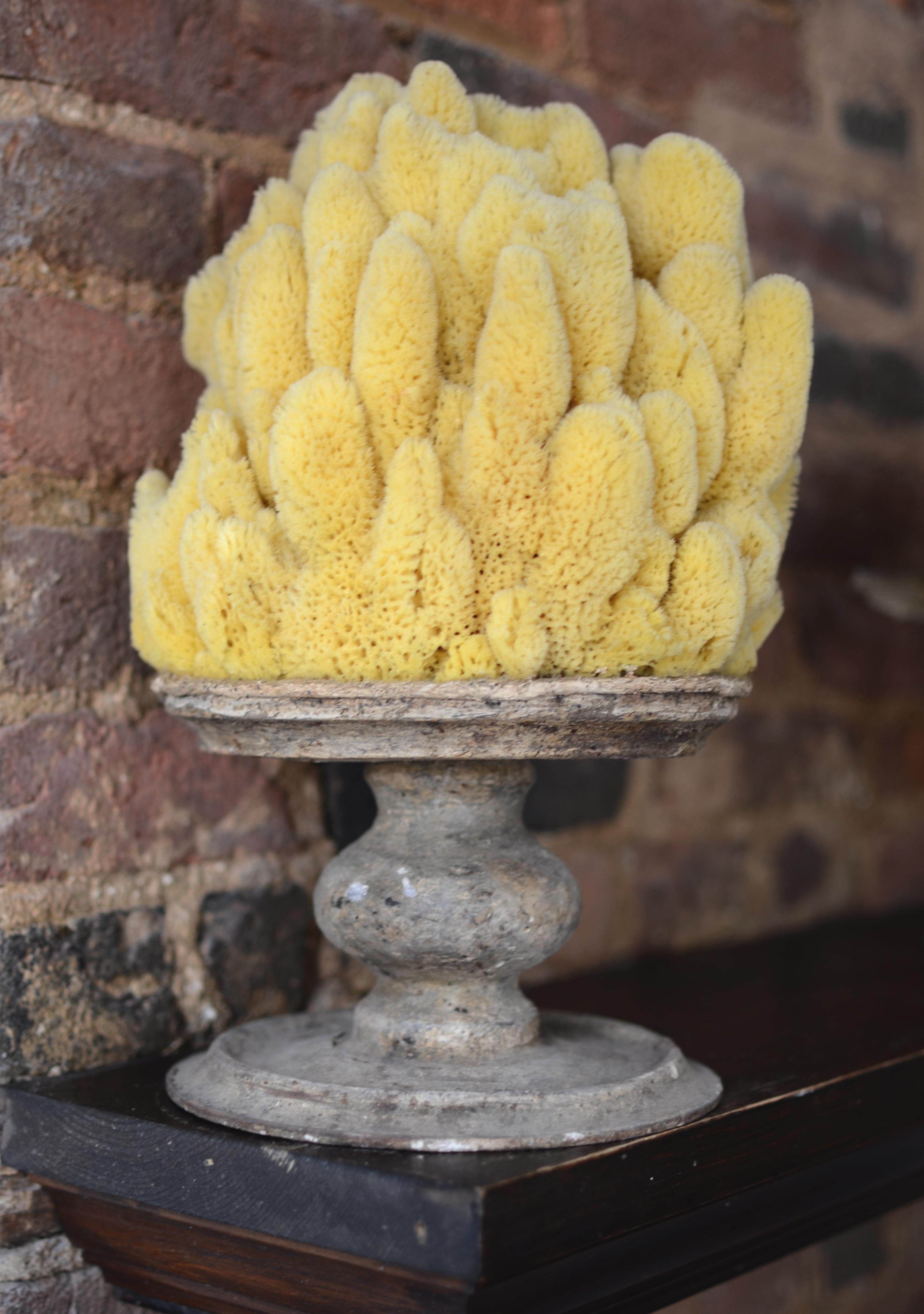 Yellow Marine Sponge Mounted on an Antique Socle In Good Condition For Sale In Leesburg, VA